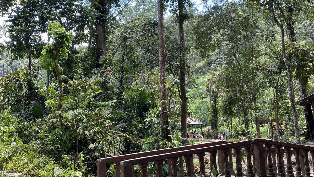 Nature Reserve, Rainforest, Vegetation, Jungle, Nature. Wallpaper in 1280x720 Resolution