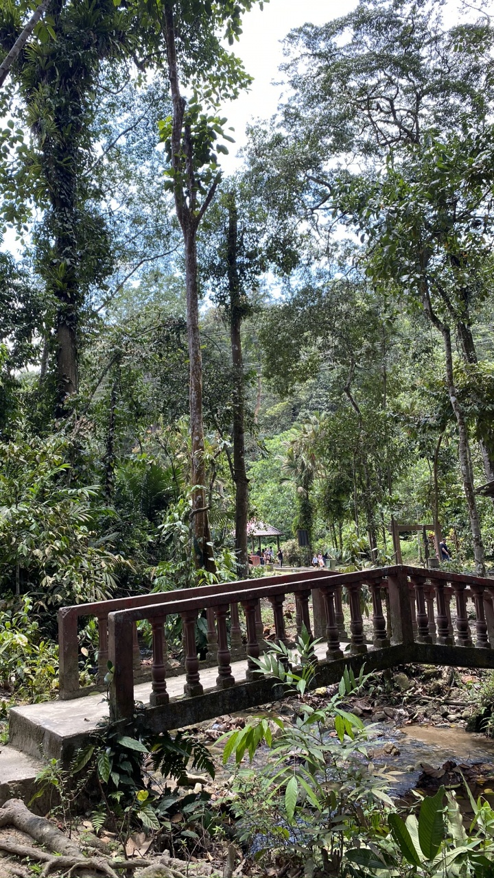 Nature Reserve, Rainforest, Vegetation, Jungle, Nature. Wallpaper in 720x1280 Resolution