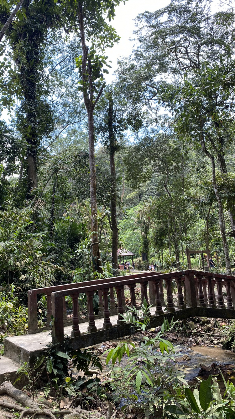 自然保护区, 植被, 丛林, 性质, 自然环境 壁纸 750x1334 允许