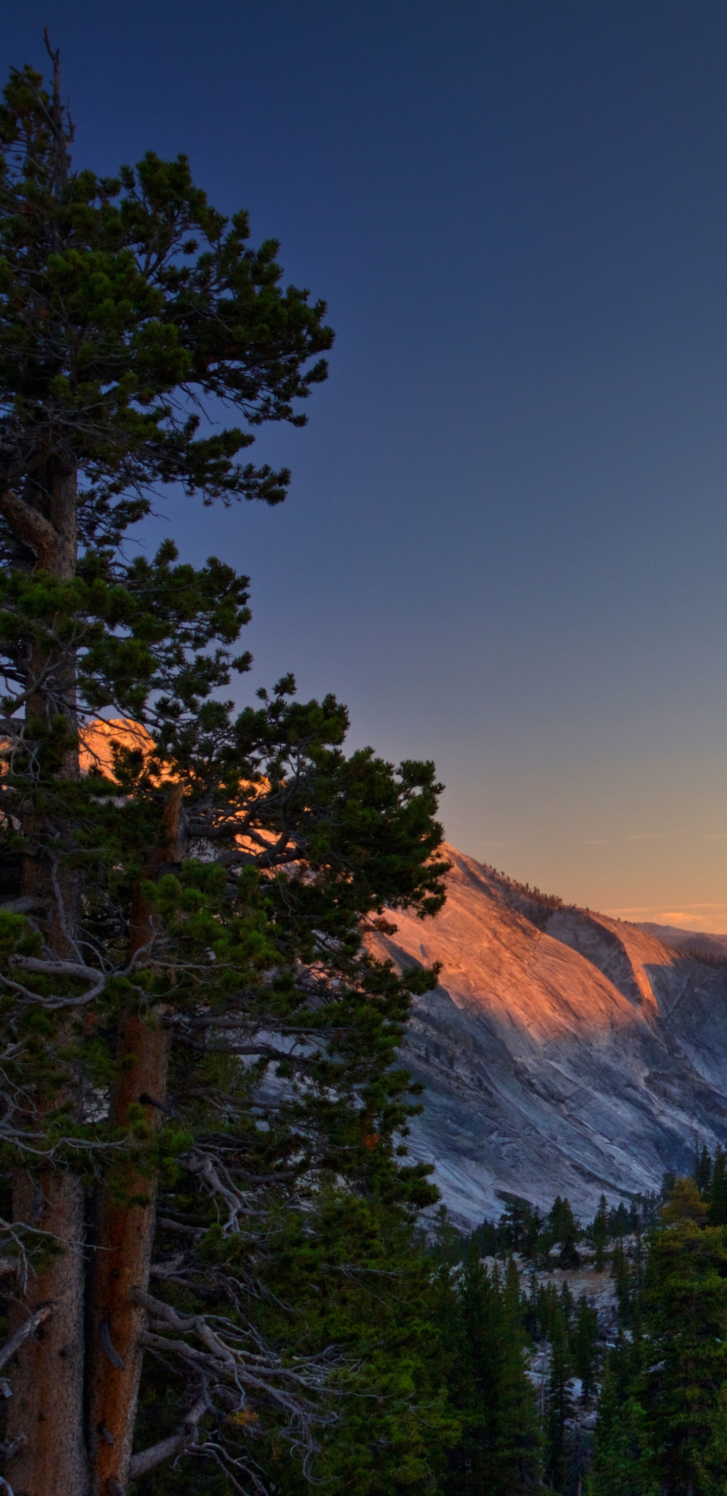 Pins Verts Près de la Montagne Brune Pendant la Journée. Wallpaper in 1440x2960 Resolution
