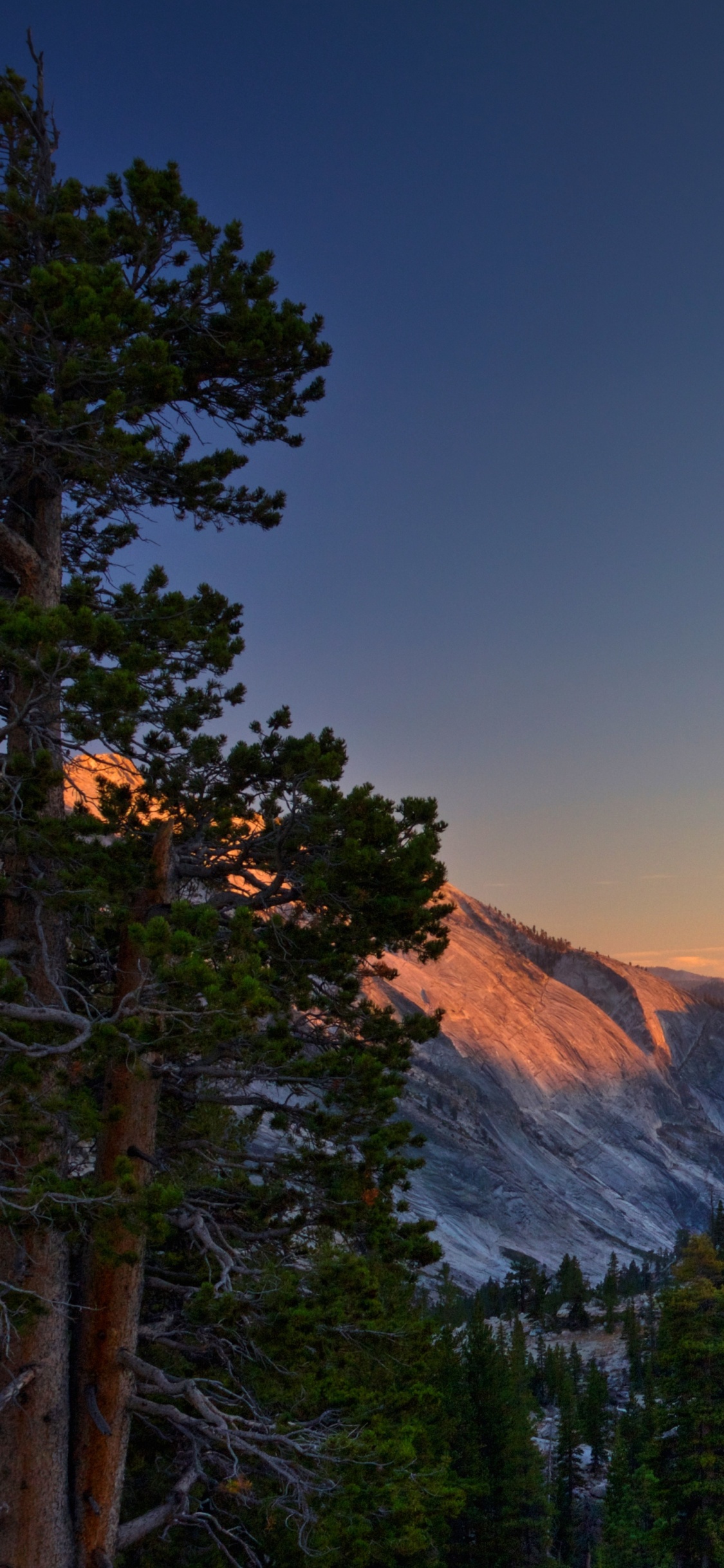 Green Pine Trees Near Brown Mountain During Daytime. Wallpaper in 1125x2436 Resolution