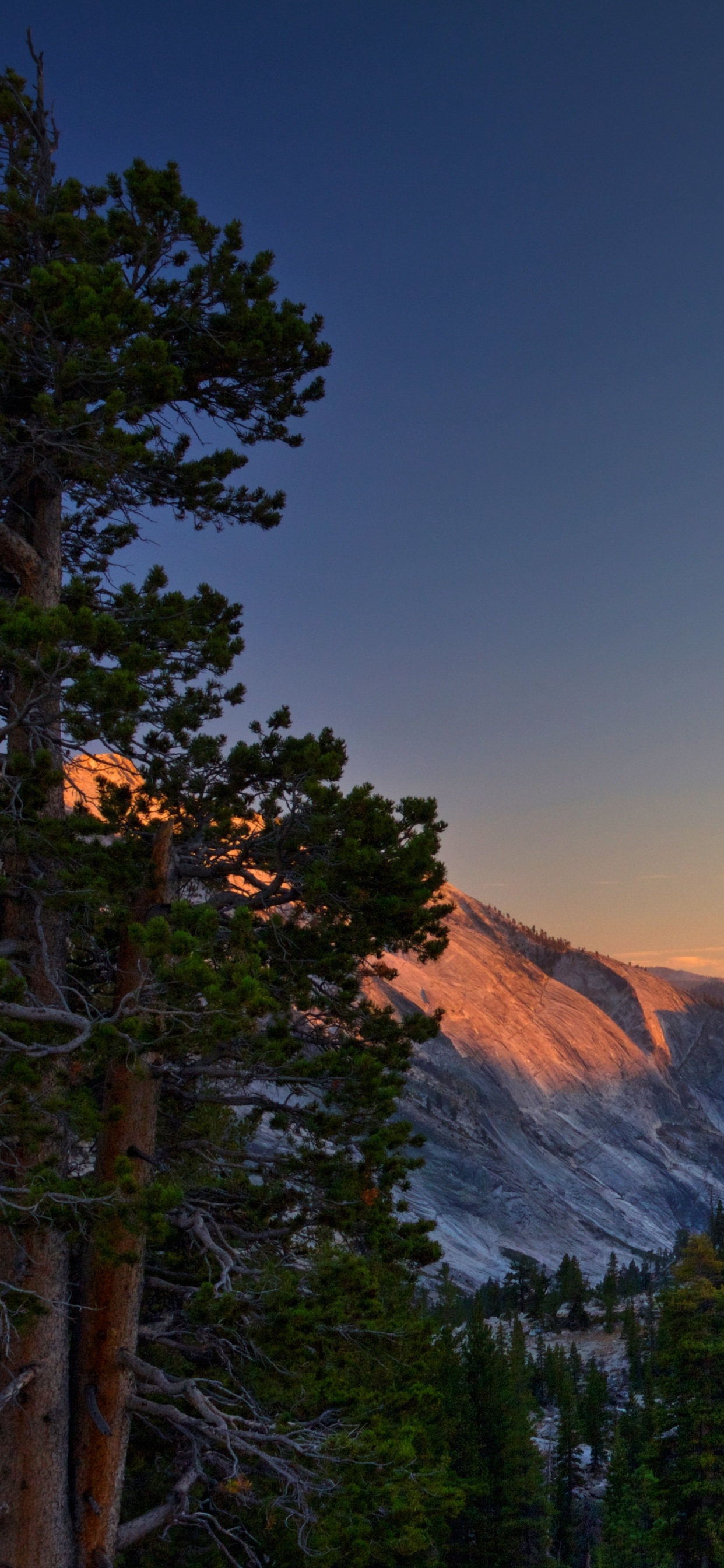Green Pine Trees Near Brown Mountain During Daytime. Wallpaper in 1242x2688 Resolution