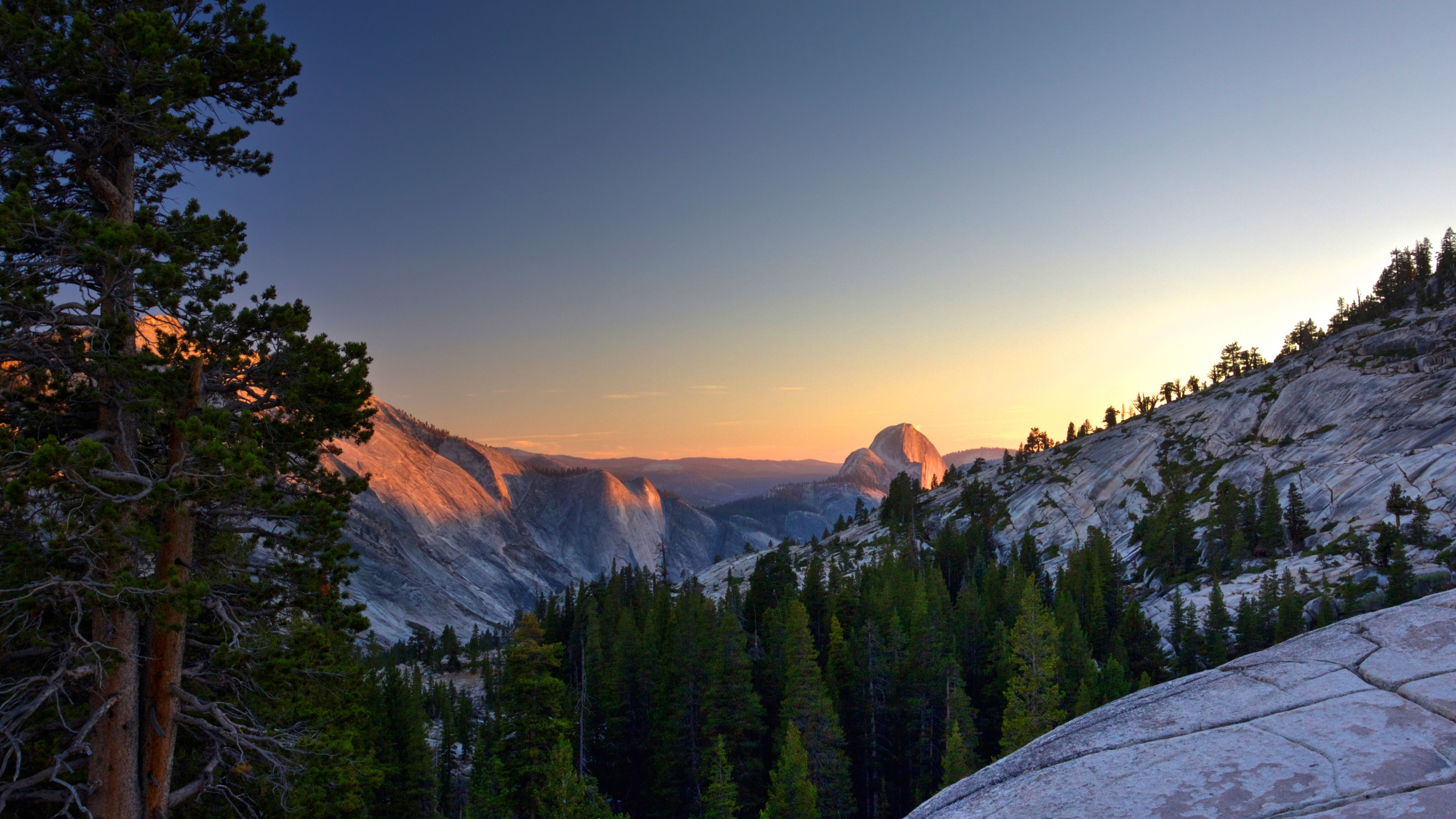 Green Pine Trees Near Brown Mountain During Daytime. Wallpaper in 2560x1440 Resolution