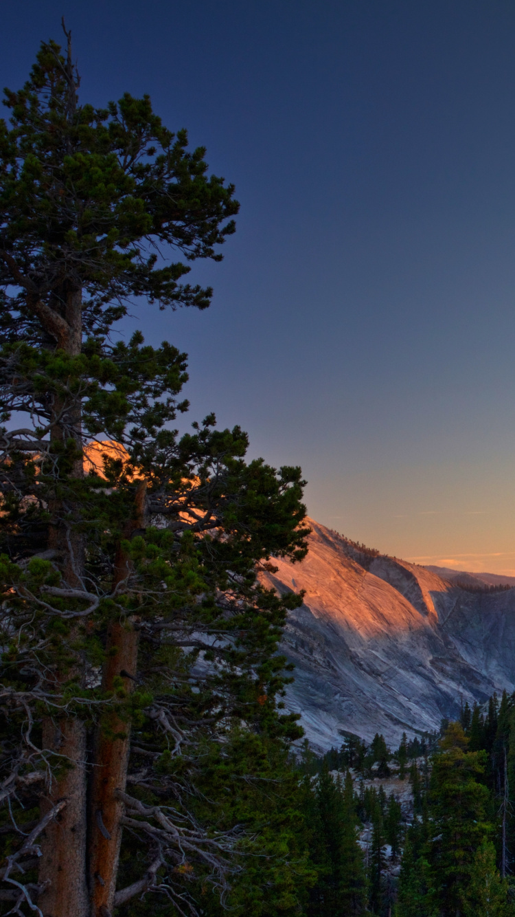 Green Pine Trees Near Brown Mountain During Daytime. Wallpaper in 750x1334 Resolution