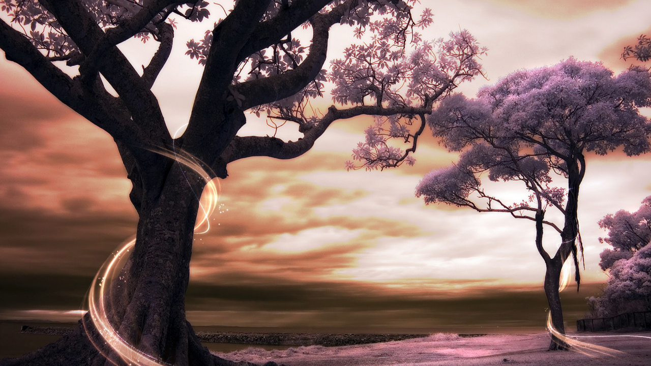 Schwarzer Baum Auf Grauem Sand Bei Sonnenuntergang. Wallpaper in 1280x720 Resolution