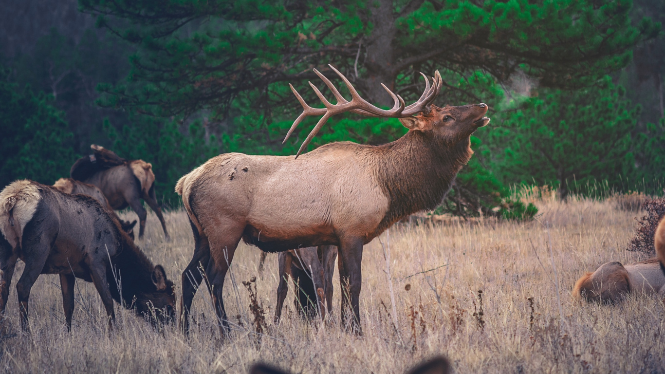 Brown Moose on Brown Grass Field During Daytime. Wallpaper in 1366x768 Resolution