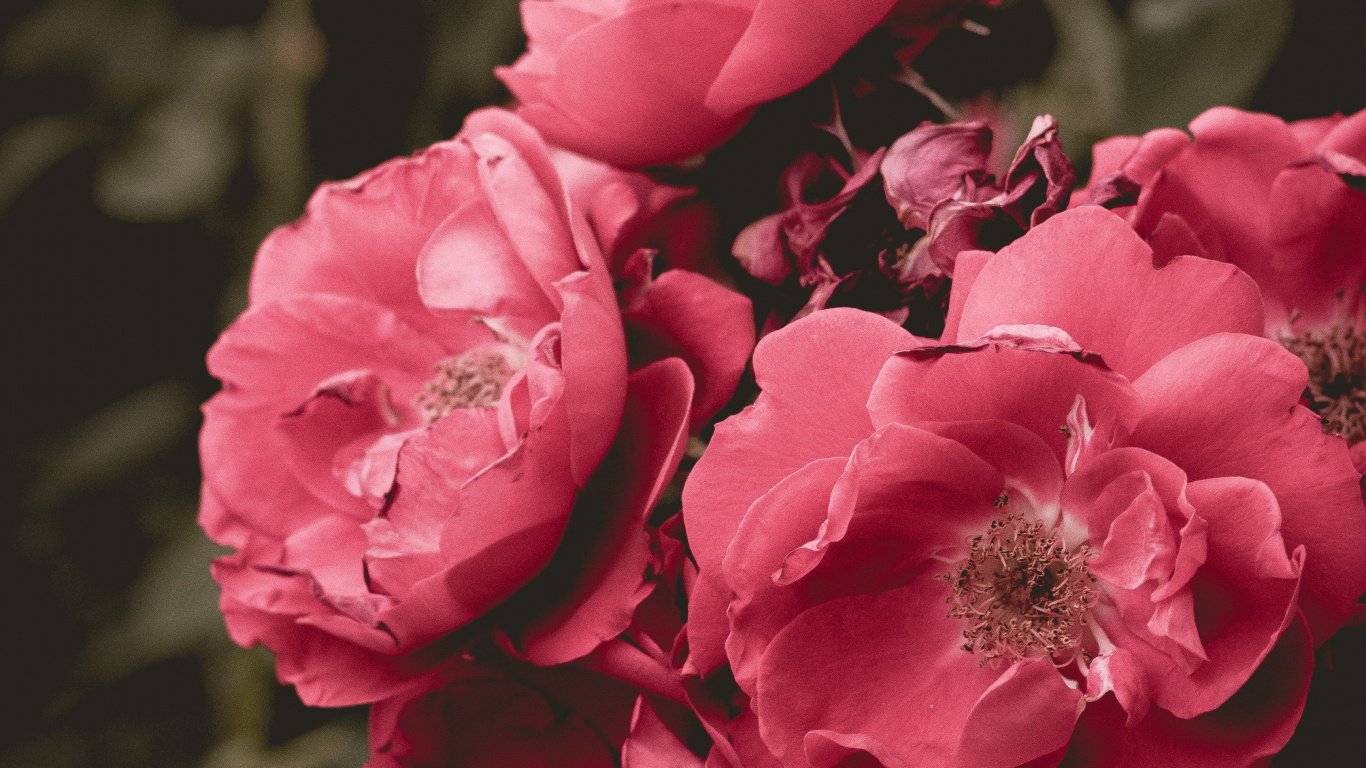 Rosa Blüten in Tilt-Shift-Linse. Wallpaper in 1366x768 Resolution