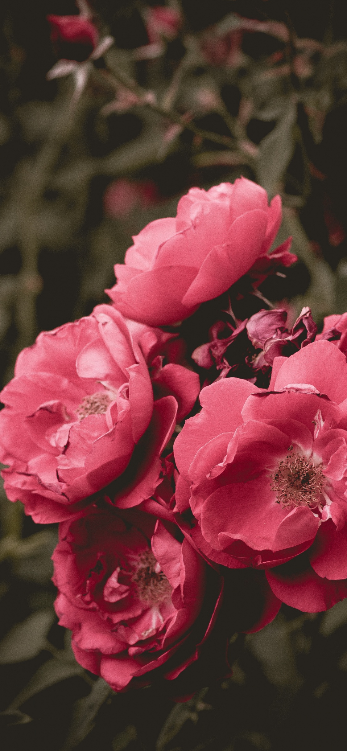 Fleurs Roses Dans L'objectif à Basculement. Wallpaper in 1125x2436 Resolution