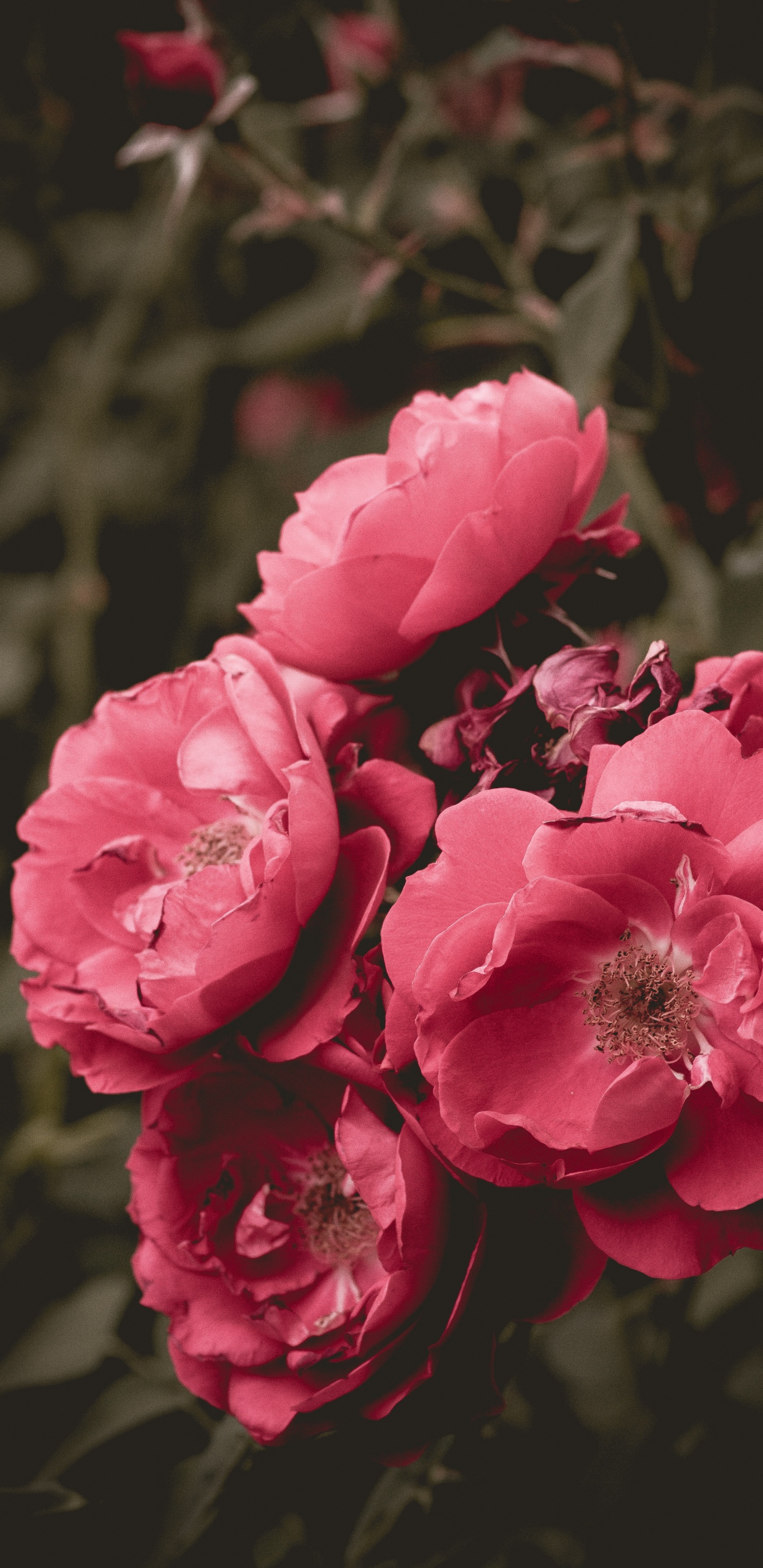 Fleurs Roses Dans L'objectif à Basculement. Wallpaper in 1440x2960 Resolution