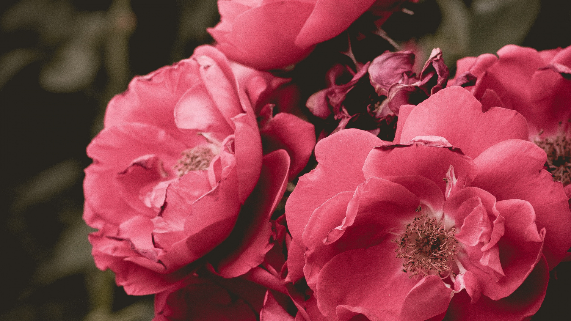 Fleurs Roses Dans L'objectif à Basculement. Wallpaper in 1920x1080 Resolution