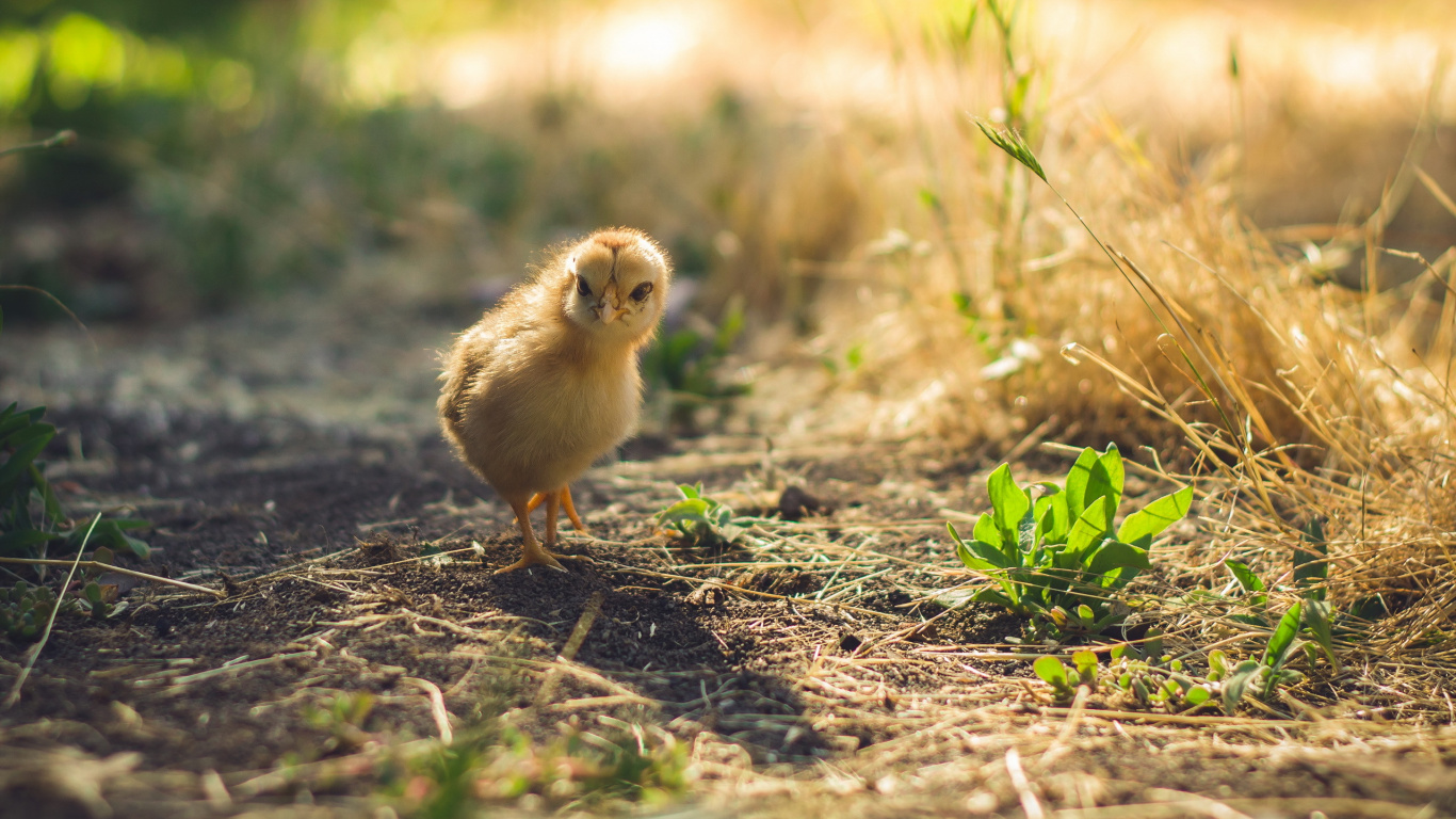 Yellow Chick on Brown Grass During Daytime. Wallpaper in 1366x768 Resolution