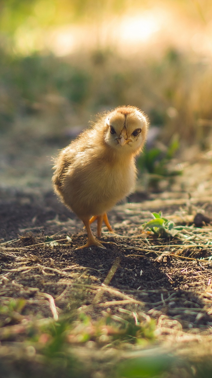 Yellow Chick on Brown Grass During Daytime. Wallpaper in 720x1280 Resolution