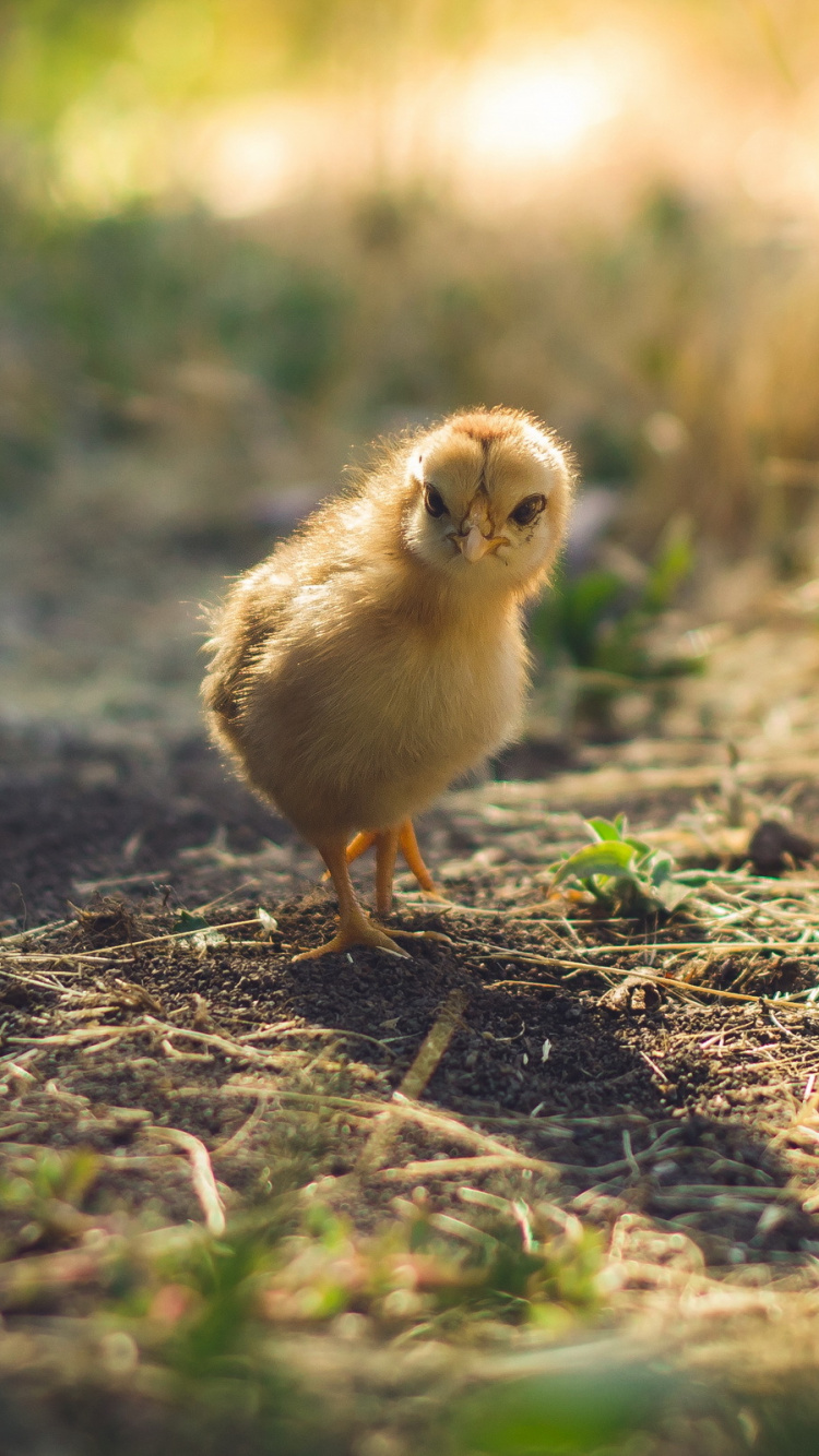 Yellow Chick on Brown Grass During Daytime. Wallpaper in 750x1334 Resolution