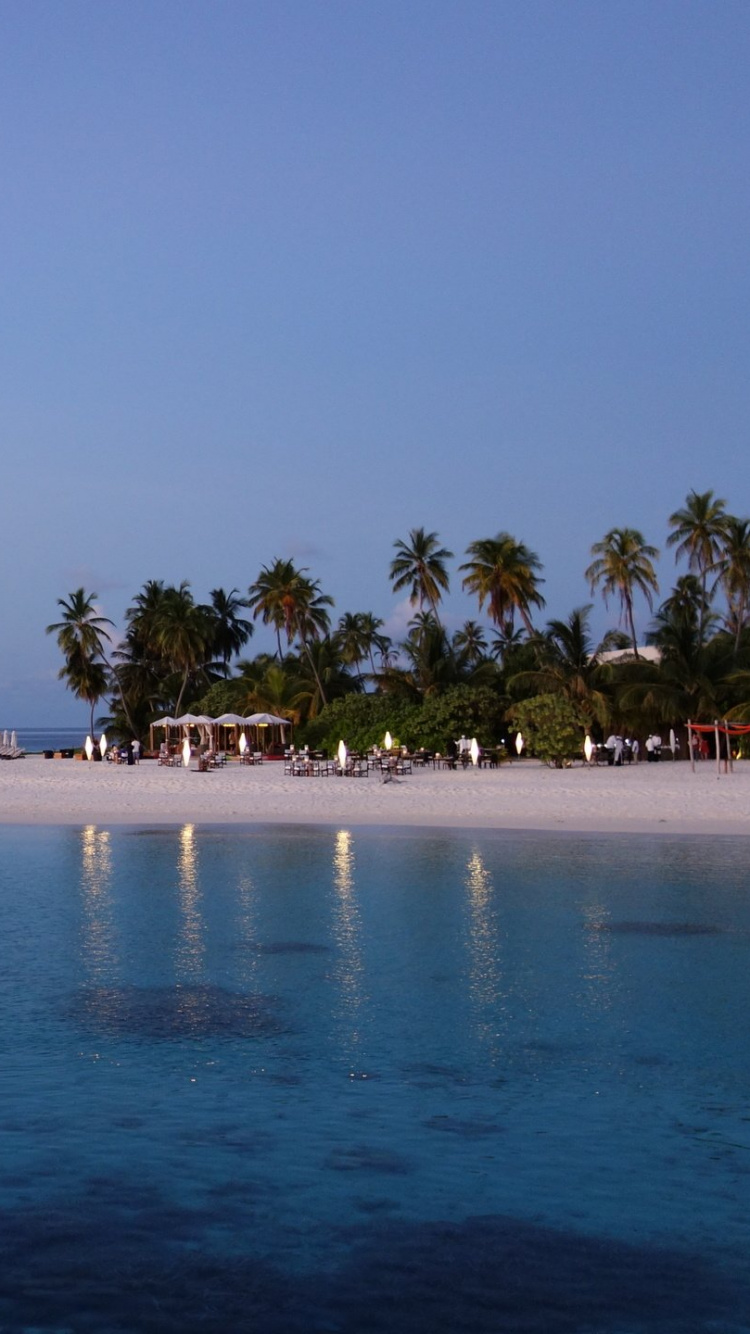 Green Palm Trees on Beach During Daytime. Wallpaper in 750x1334 Resolution