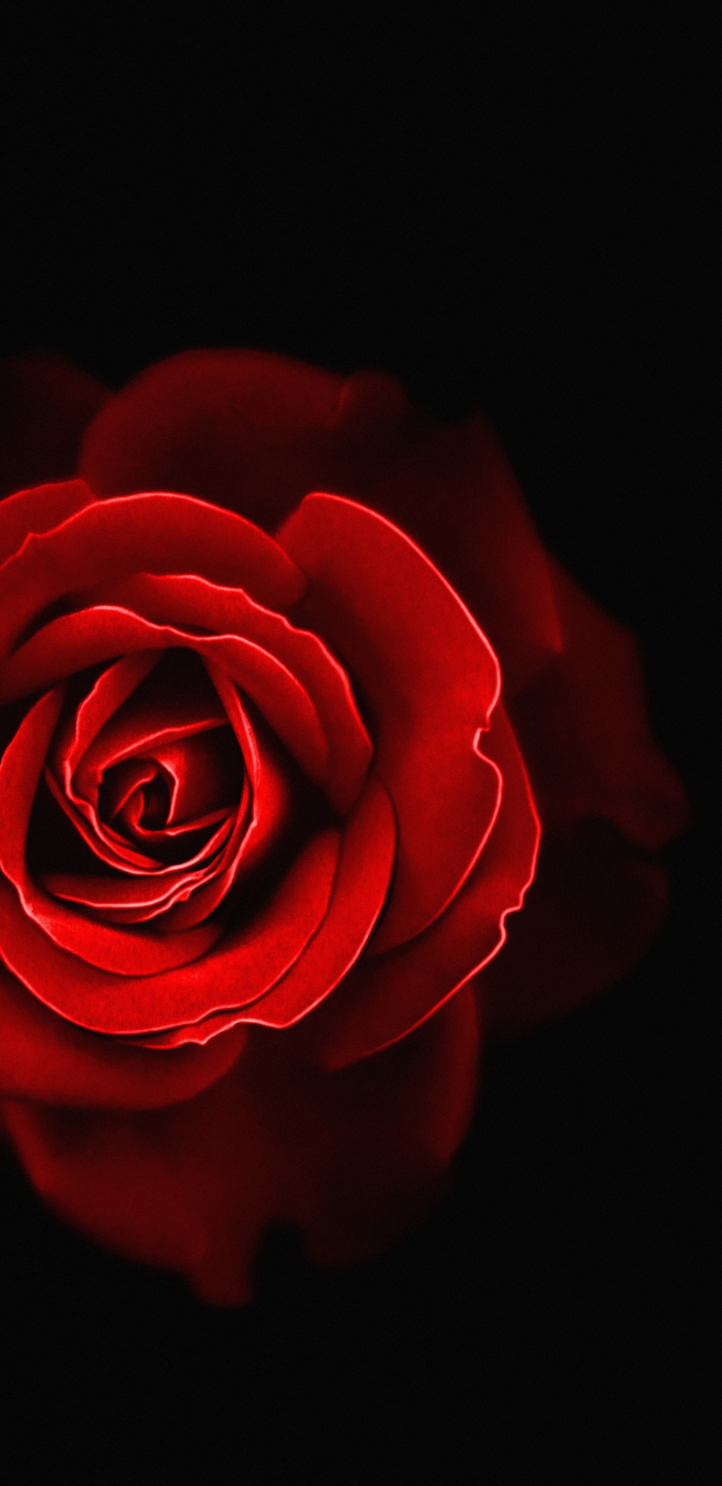 Garden Roses, Rose, Flower, Garden, Red. Wallpaper in 1440x2960 Resolution