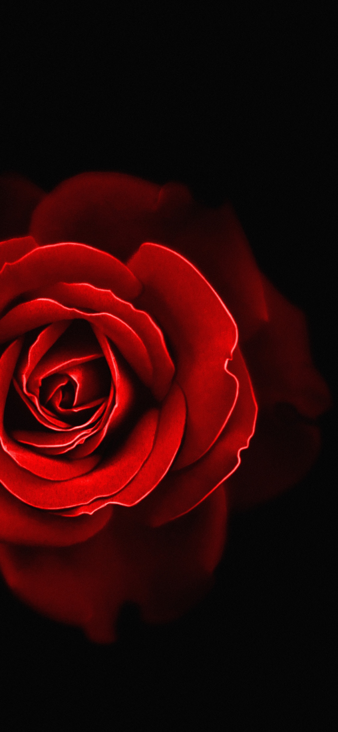 Garten Rosen, Rose, Garden, Blütenblatt, Hybrid Tea Rose. Wallpaper in 1125x2436 Resolution