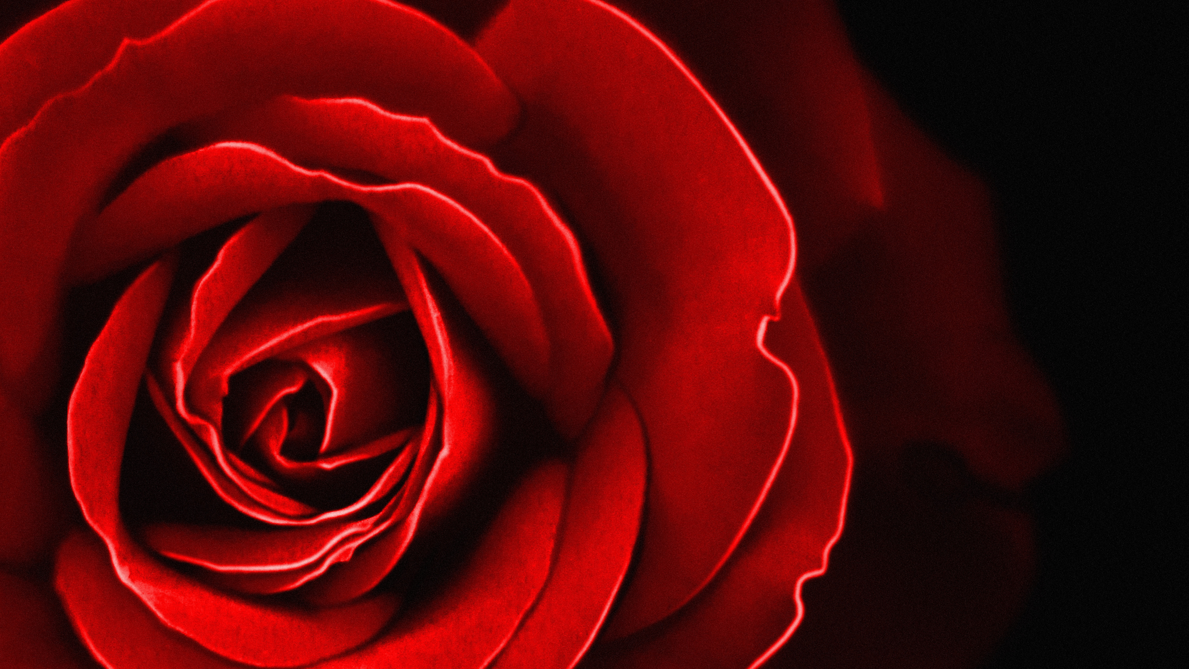 Les Roses de Jardin, Roses, Garden, Red, Pétale. Wallpaper in 3840x2160 Resolution