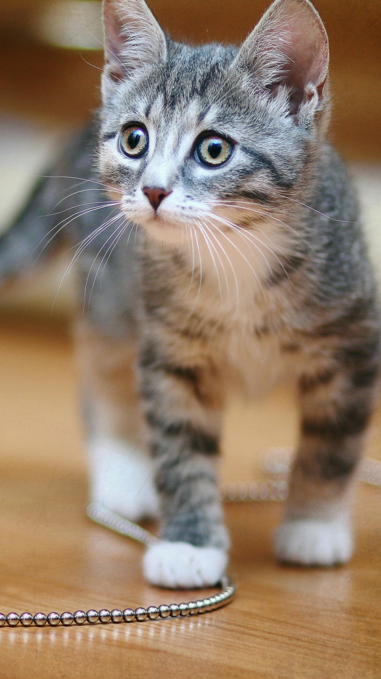 Whiskers, Cat, Great Dane, Animal Shelter, Animal Rescue Group. Wallpaper in 750x1334 Resolution