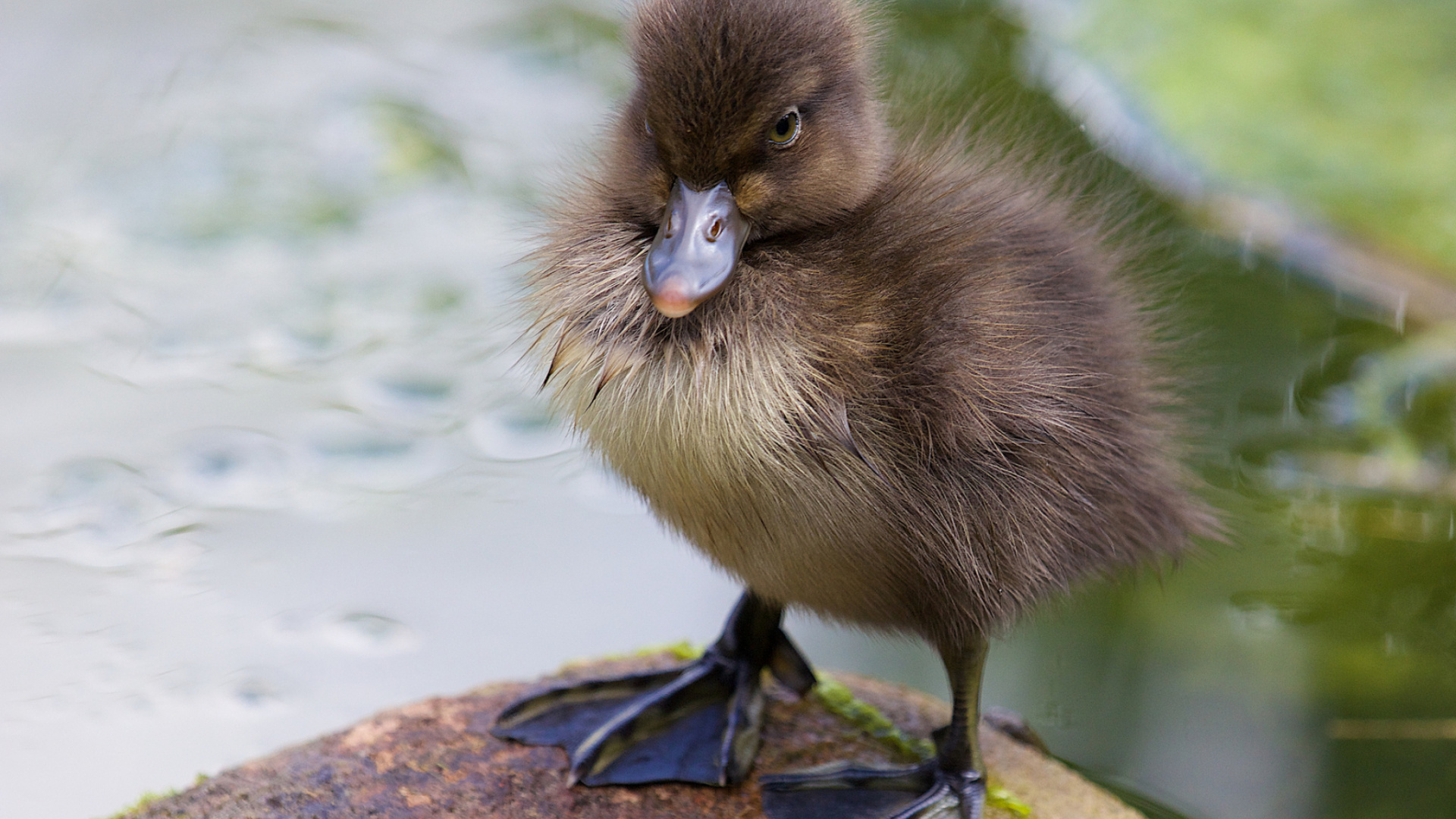 Brown Duck on Rock Near Water During Daytime. Wallpaper in 1920x1080 Resolution