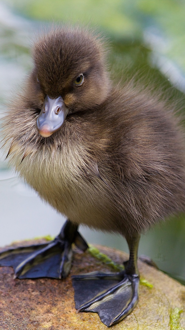 Brown Duck on Rock Near Water During Daytime. Wallpaper in 720x1280 Resolution