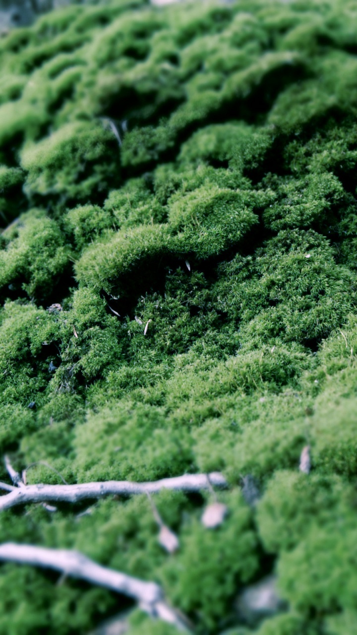 Environnement Naturel, Plante Terrestre, Evergreen, Paysage Naturel, Couvre-sol. Wallpaper in 720x1280 Resolution