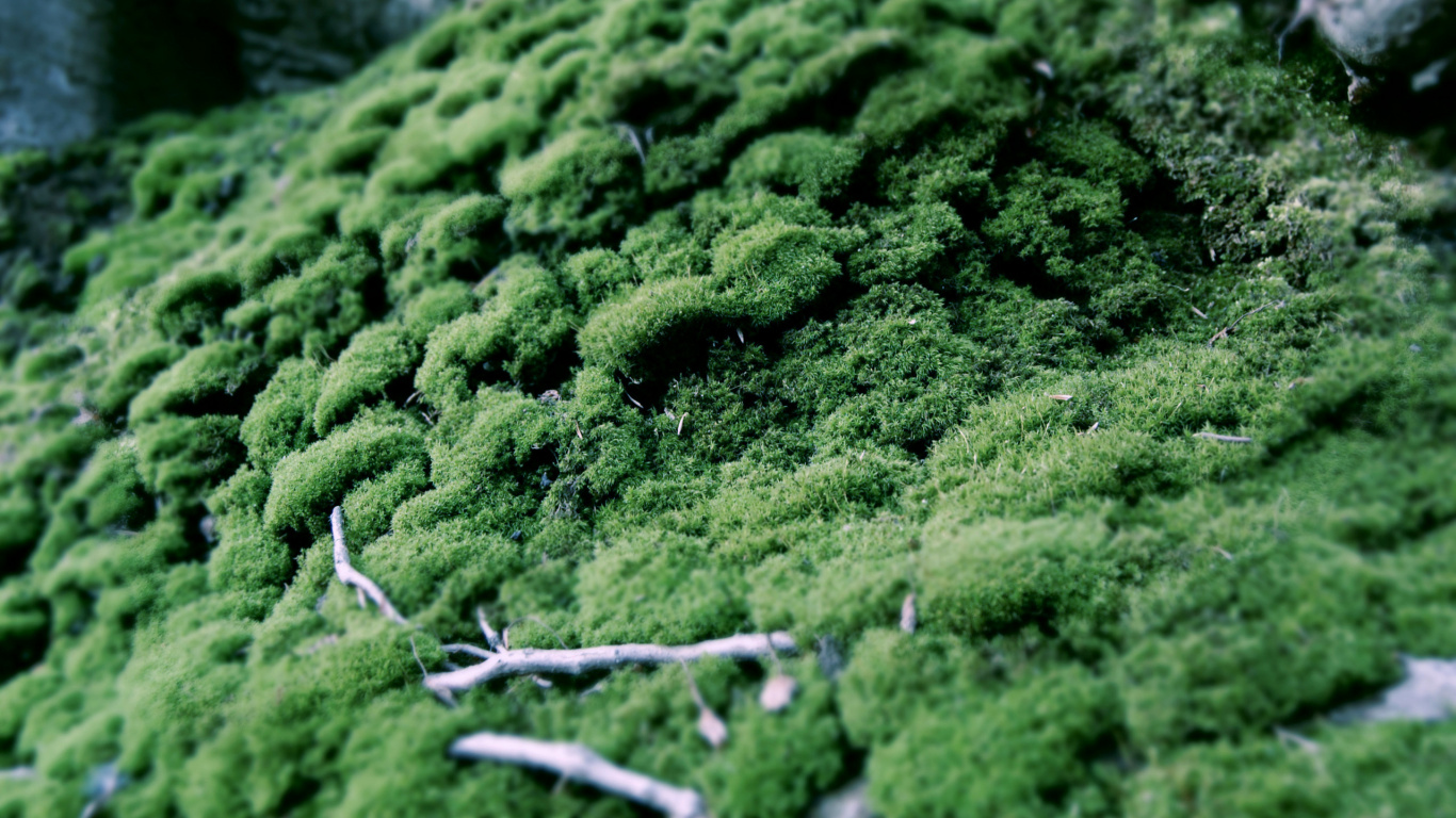 Natürlichen Umgebung, Terrestrische Pflanzen, Baum, Immergrün, Naturlandschaft. Wallpaper in 1366x768 Resolution