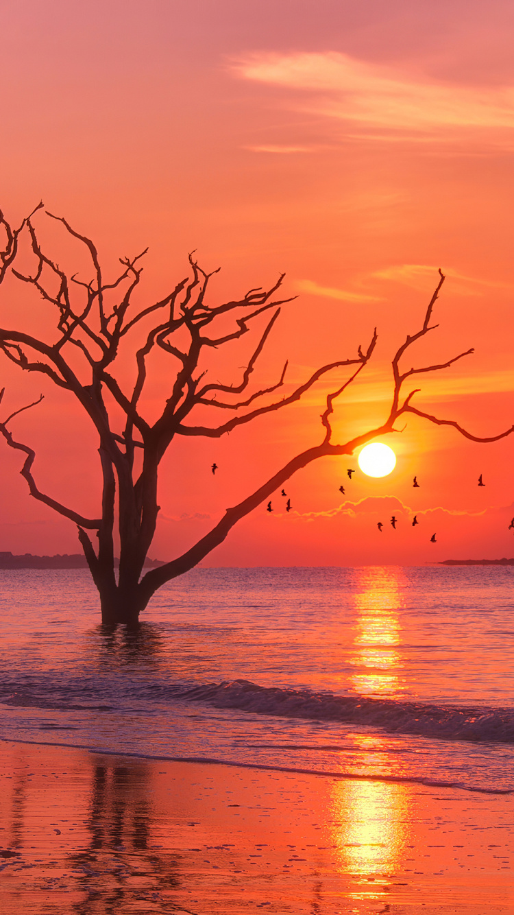 Sonnenaufgang, Horizont, Meer, Abend, Himmel. Wallpaper in 750x1334 Resolution