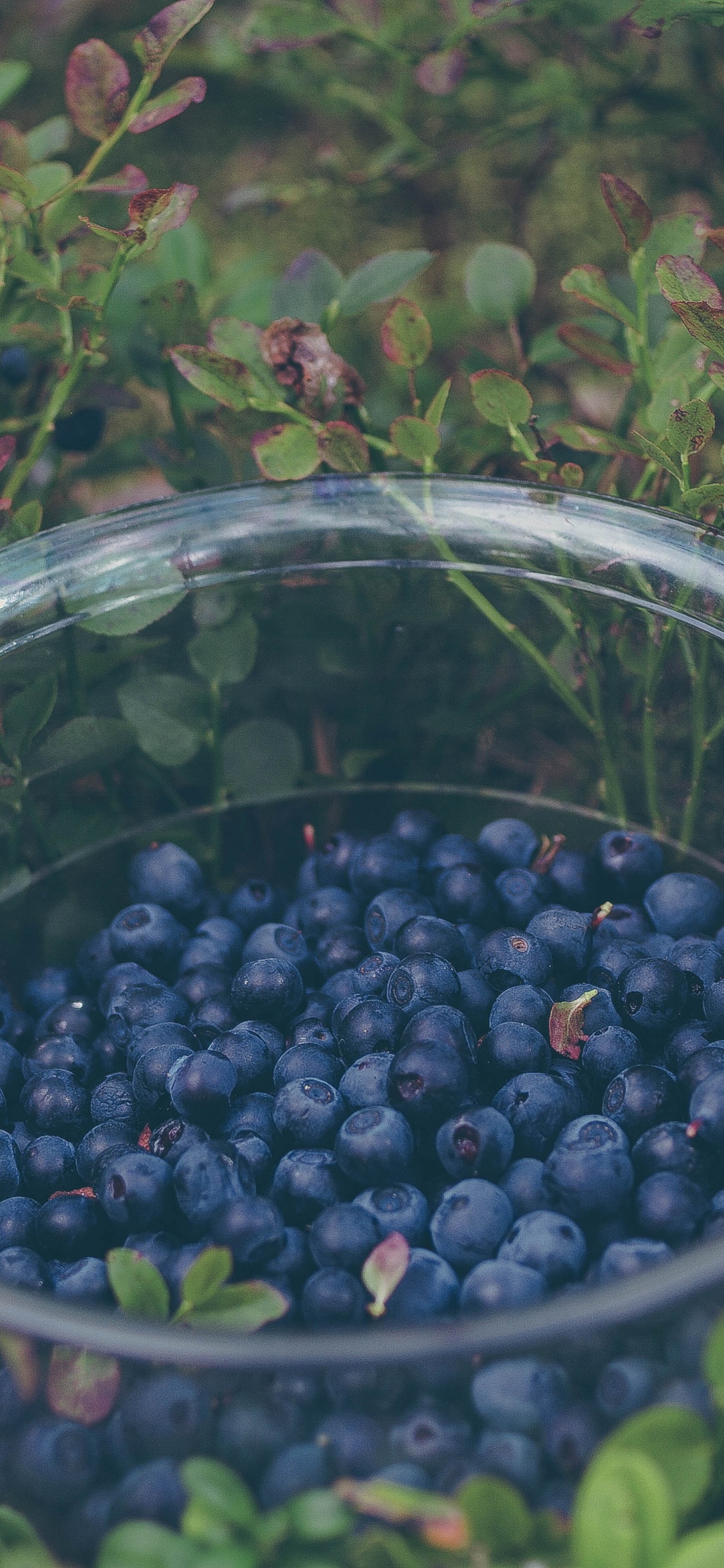 Black Round Fruits in Clear Glass Bowl. Wallpaper in 1125x2436 Resolution
