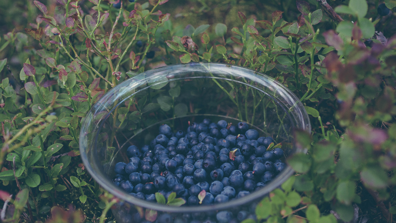 Black Round Fruits in Clear Glass Bowl. Wallpaper in 1366x768 Resolution