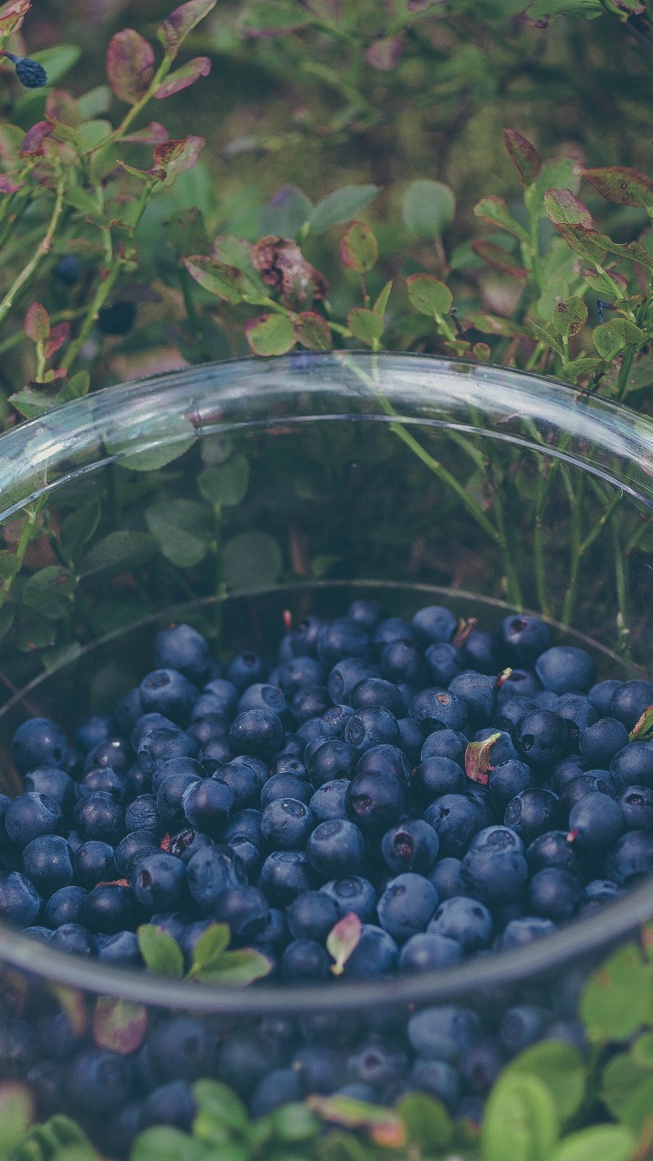 Black Round Fruits in Clear Glass Bowl. Wallpaper in 720x1280 Resolution