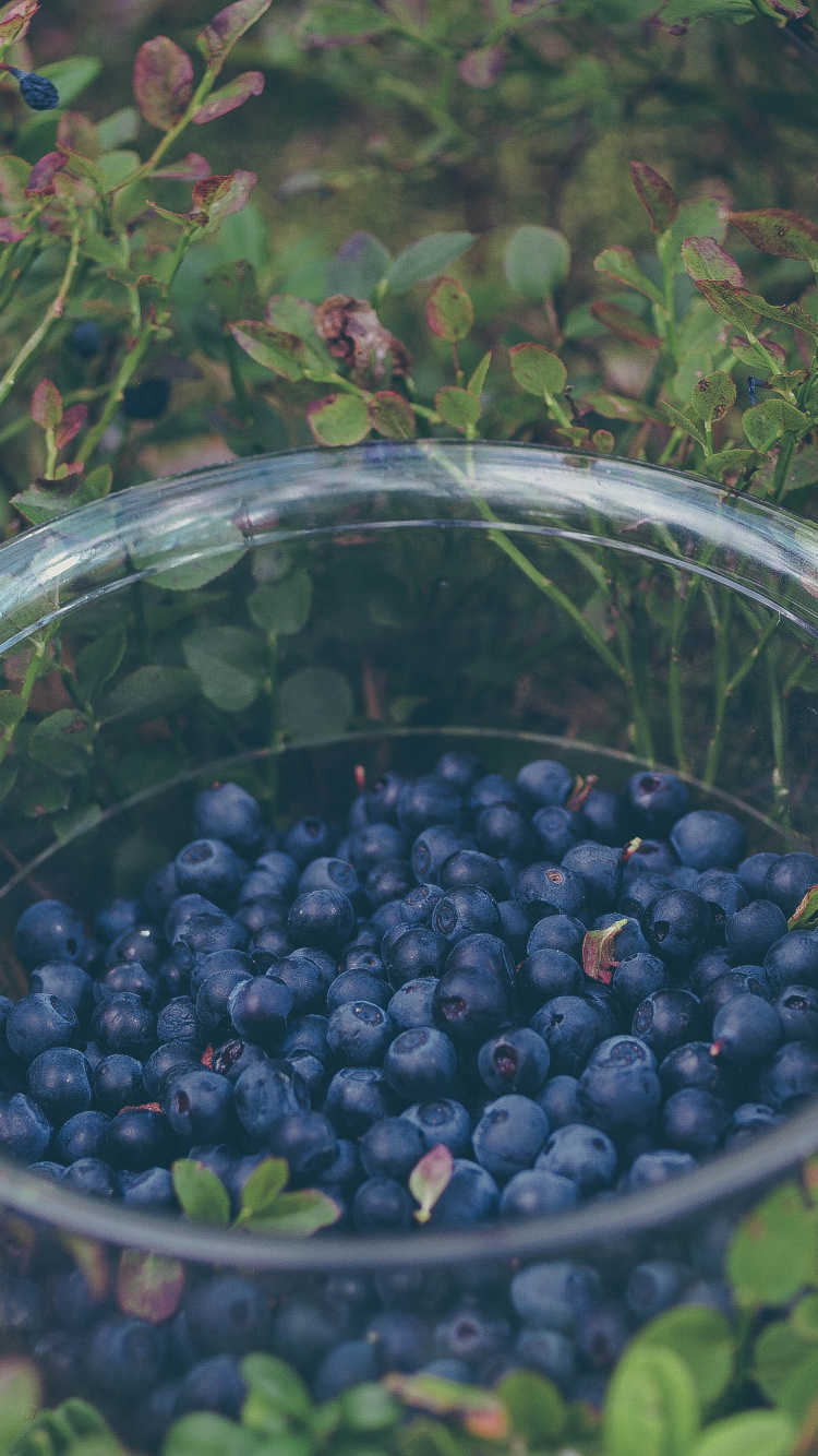 Black Round Fruits in Clear Glass Bowl. Wallpaper in 750x1334 Resolution