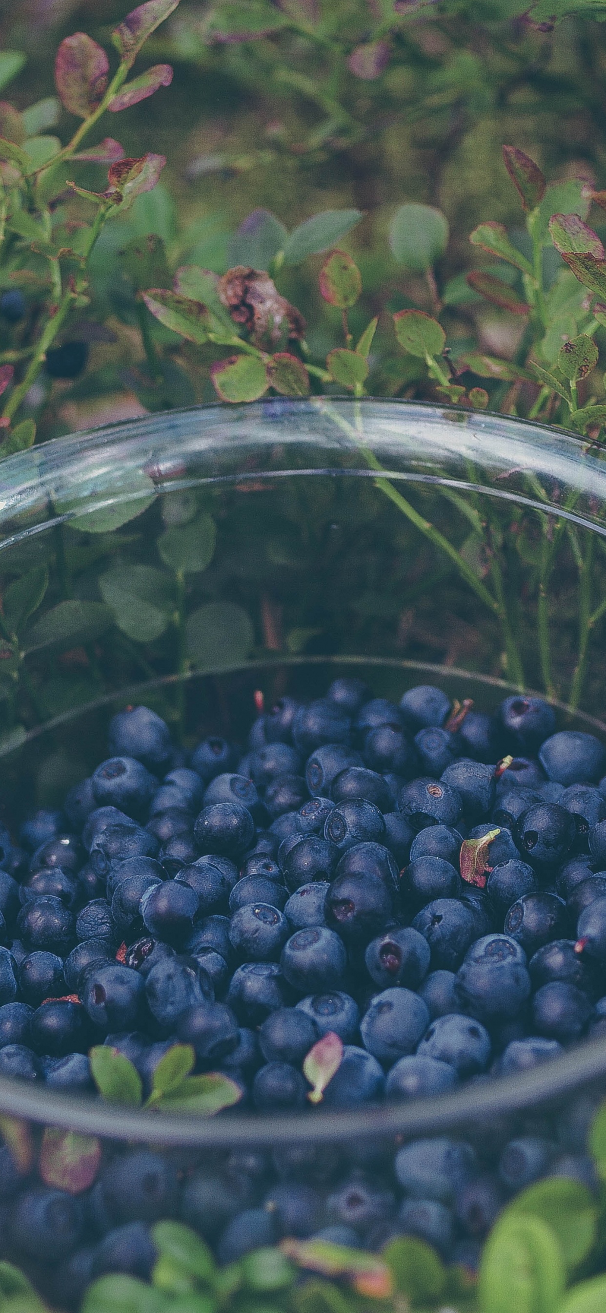 Fruits Ronds Noirs Dans un Bol en Verre Transparent. Wallpaper in 1242x2688 Resolution