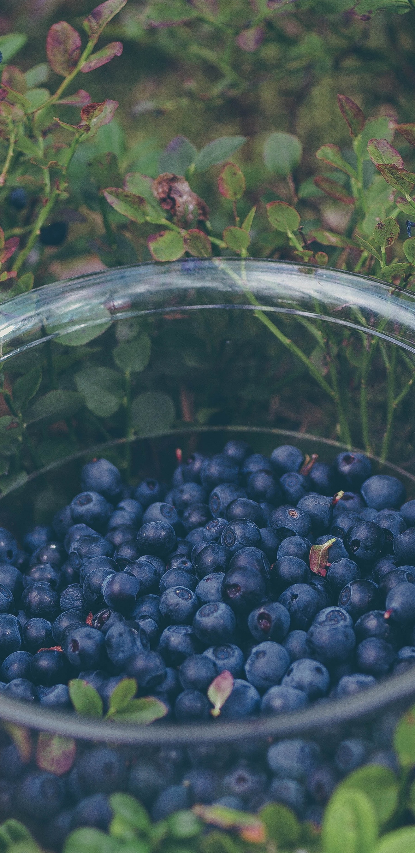 Fruits Ronds Noirs Dans un Bol en Verre Transparent. Wallpaper in 1440x2960 Resolution