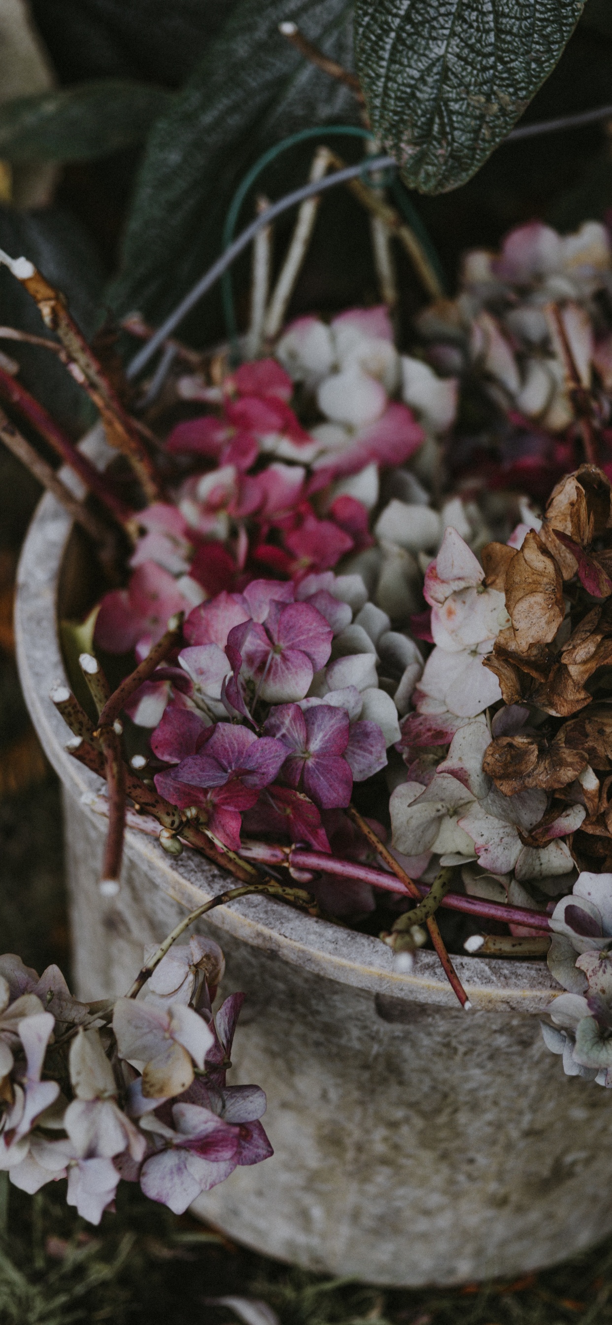 Fleurs Blanches et Violettes Sur Une Branche D'arbre Marron. Wallpaper in 1242x2688 Resolution