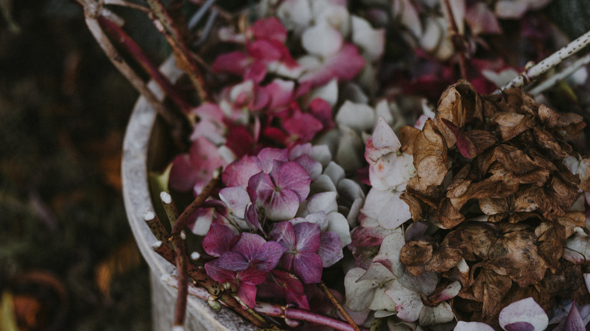 White and Purple Flowers on Brown Tree Branch. Wallpaper in 1920x1080 Resolution