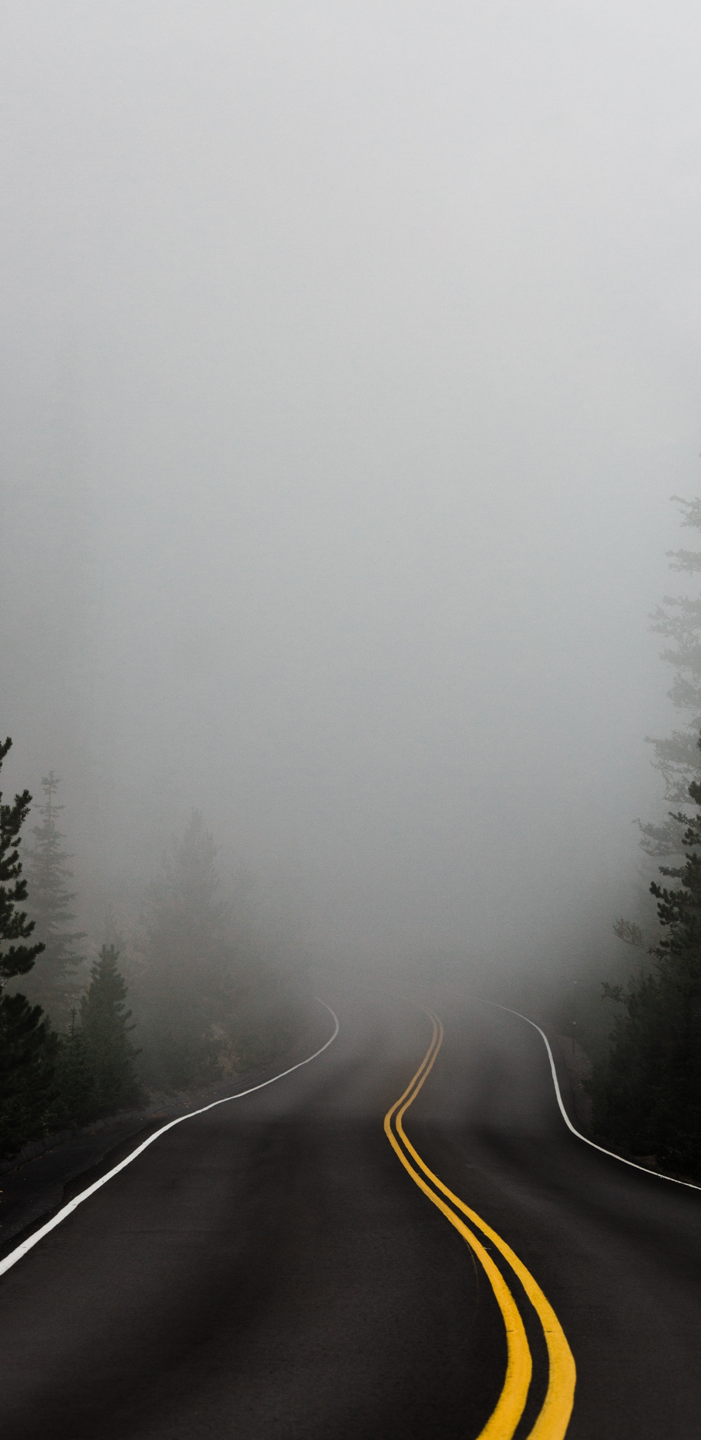 Fog, Mist, Tree, Winter, Haze. Wallpaper in 1440x2960 Resolution