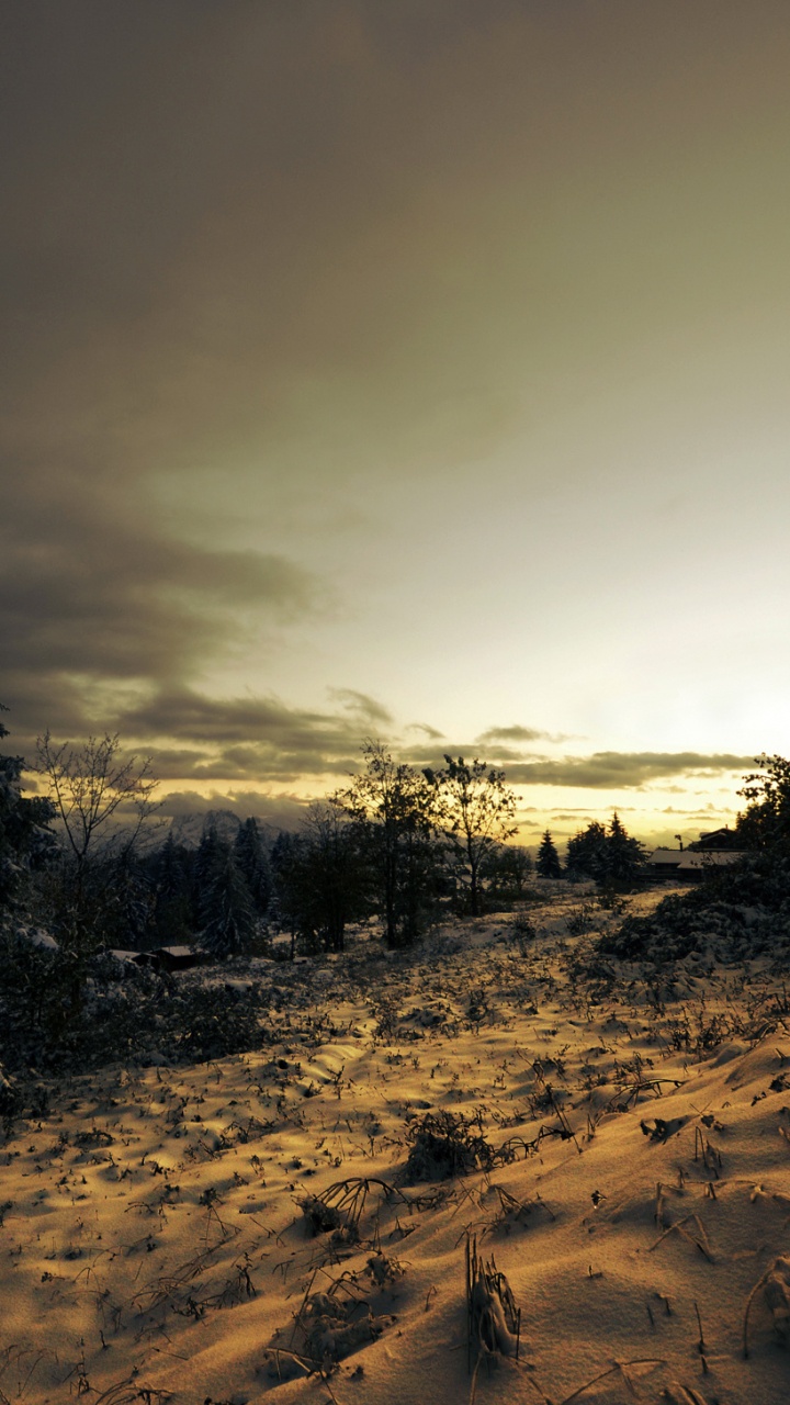 Arbres Verts Sur du Sable Brun Sous Des Nuages Blancs Pendant la Journée. Wallpaper in 720x1280 Resolution