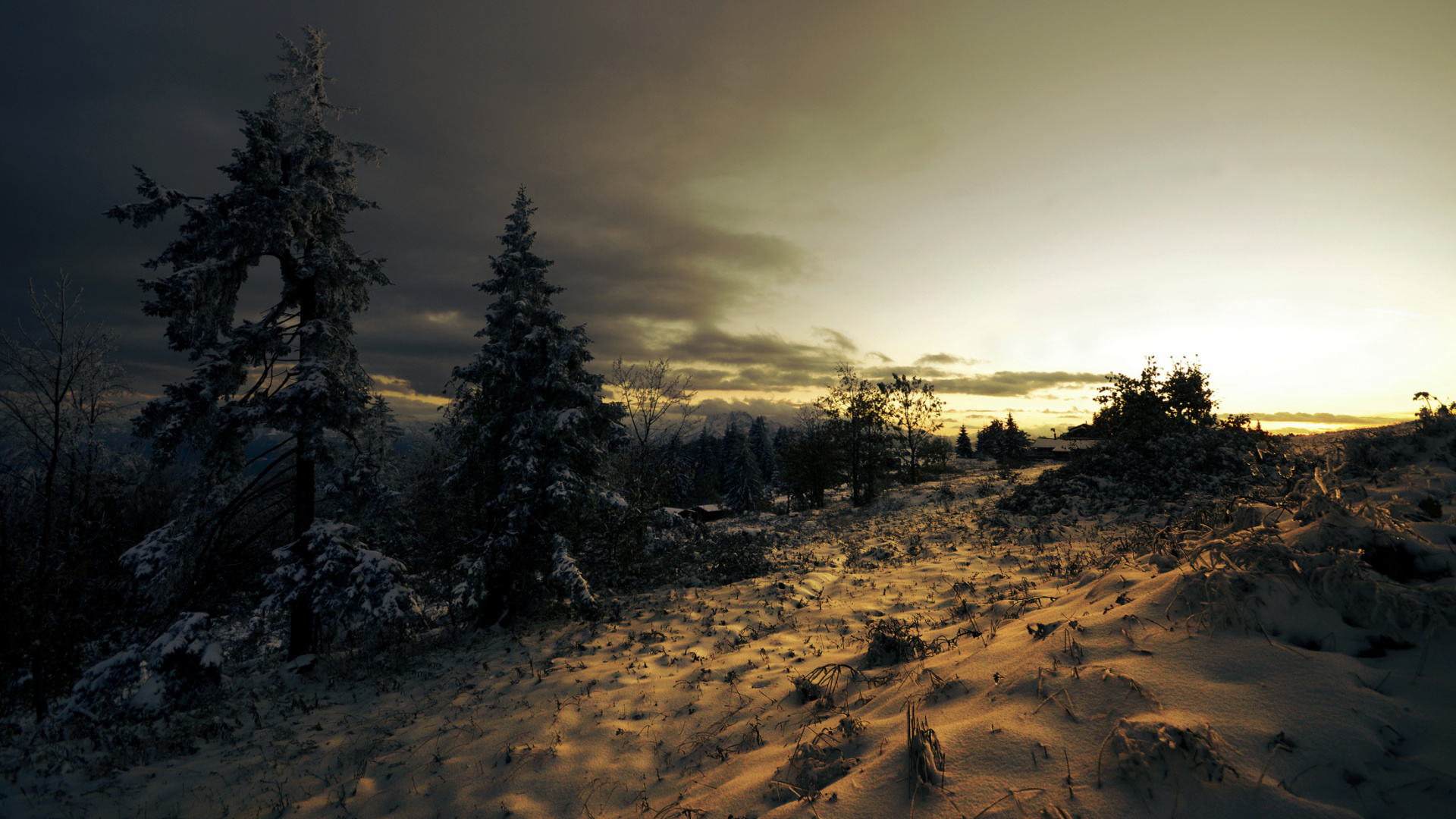 Green Trees on Brown Sand Under White Clouds During Daytime. Wallpaper in 1920x1080 Resolution