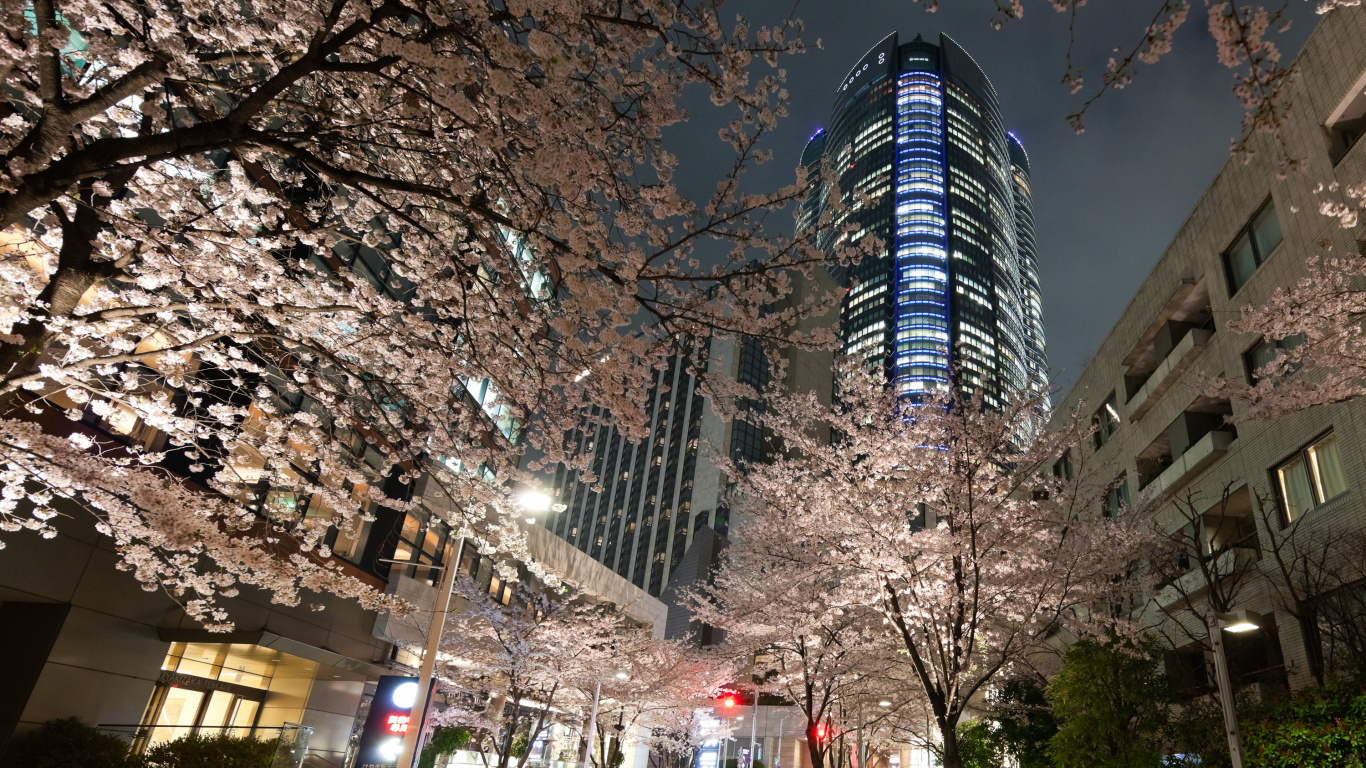 赏花, 樱花, 大都会, 人类住区, 建筑 壁纸 1366x768 允许