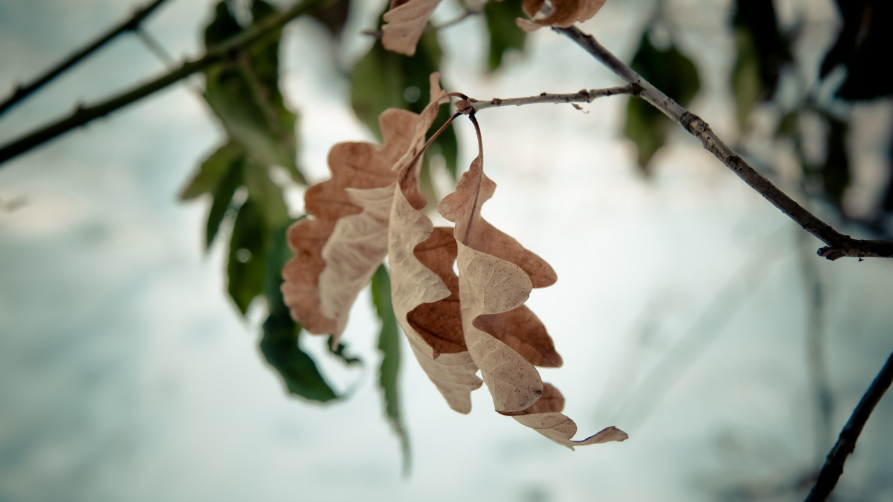Brown Leaves in Tilt Shift Lens. Wallpaper in 1280x720 Resolution