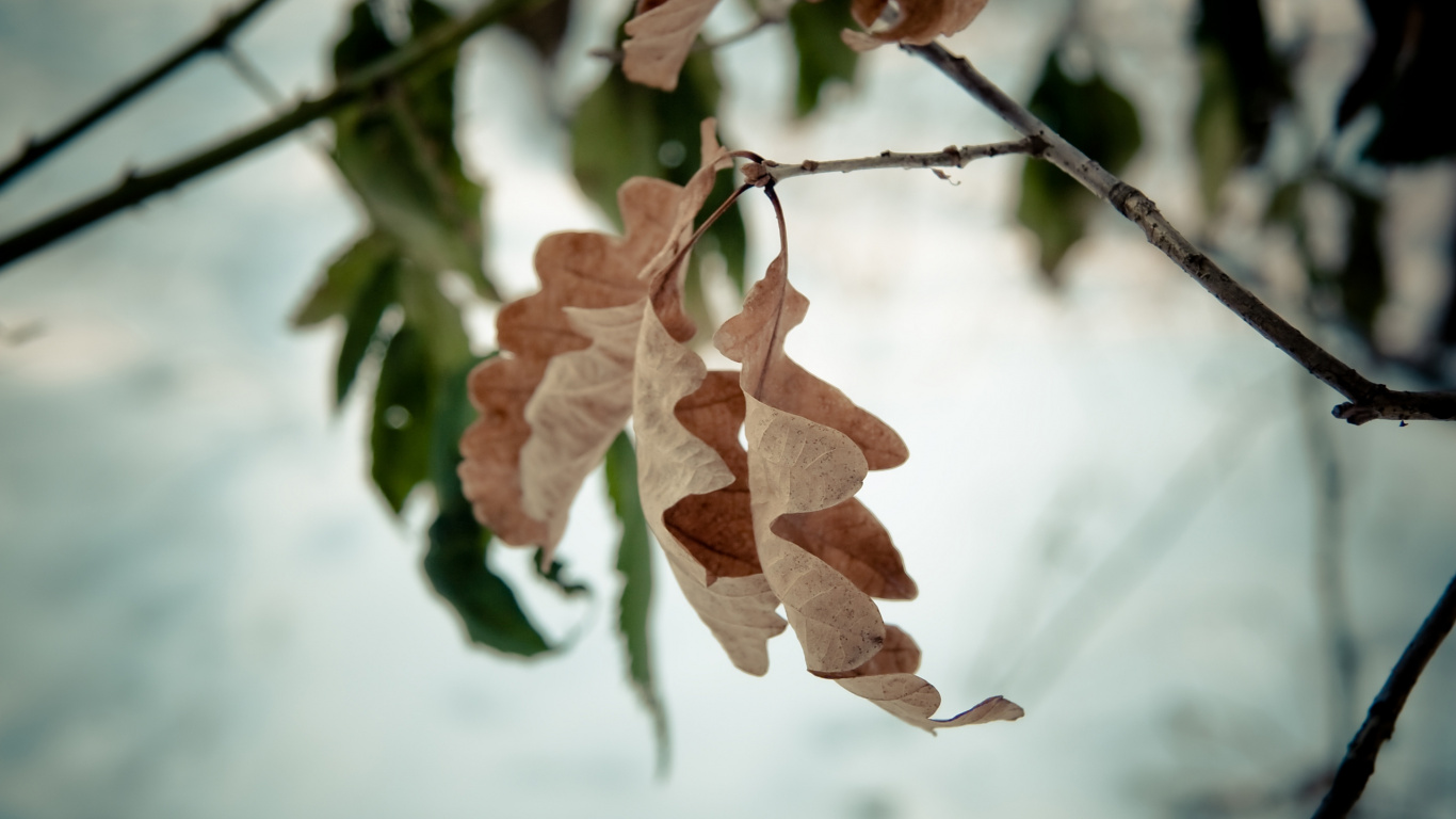 Brown Leaves in Tilt Shift Lens. Wallpaper in 1366x768 Resolution