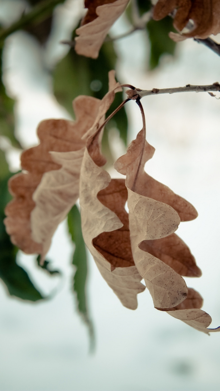 Brown Leaves in Tilt Shift Lens. Wallpaper in 750x1334 Resolution