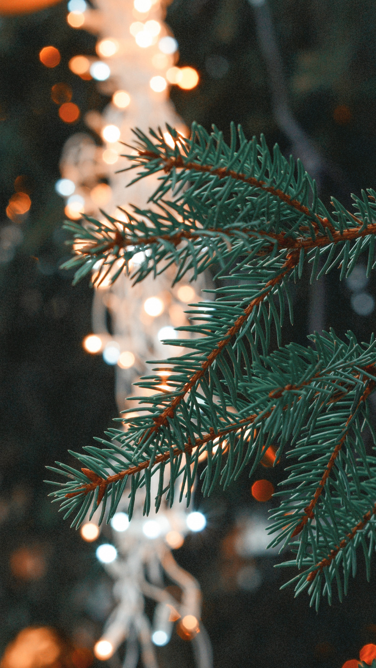 Le Jour De Noël, Arbre de Noël, Ornement de Noël, Pin D'oregon, Épinette du Colorado. Wallpaper in 750x1334 Resolution