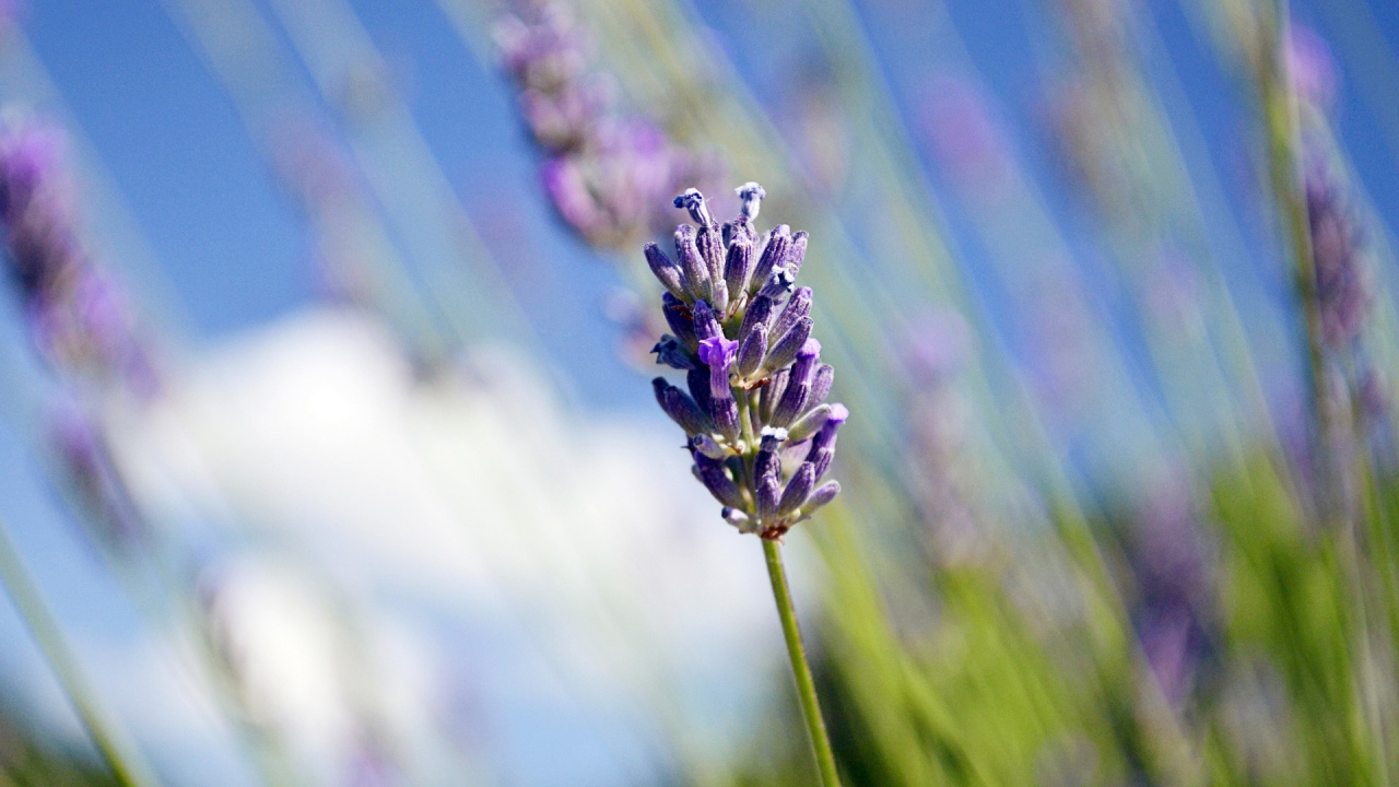 Lila Blume in Tilt-Shift-Linse. Wallpaper in 1280x720 Resolution