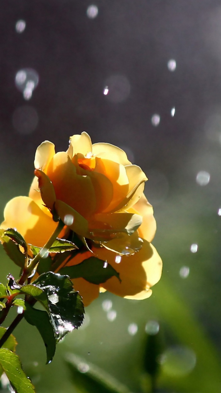 Rose, Garten Rosen, Garden, Blütenblatt, Branch. Wallpaper in 720x1280 Resolution