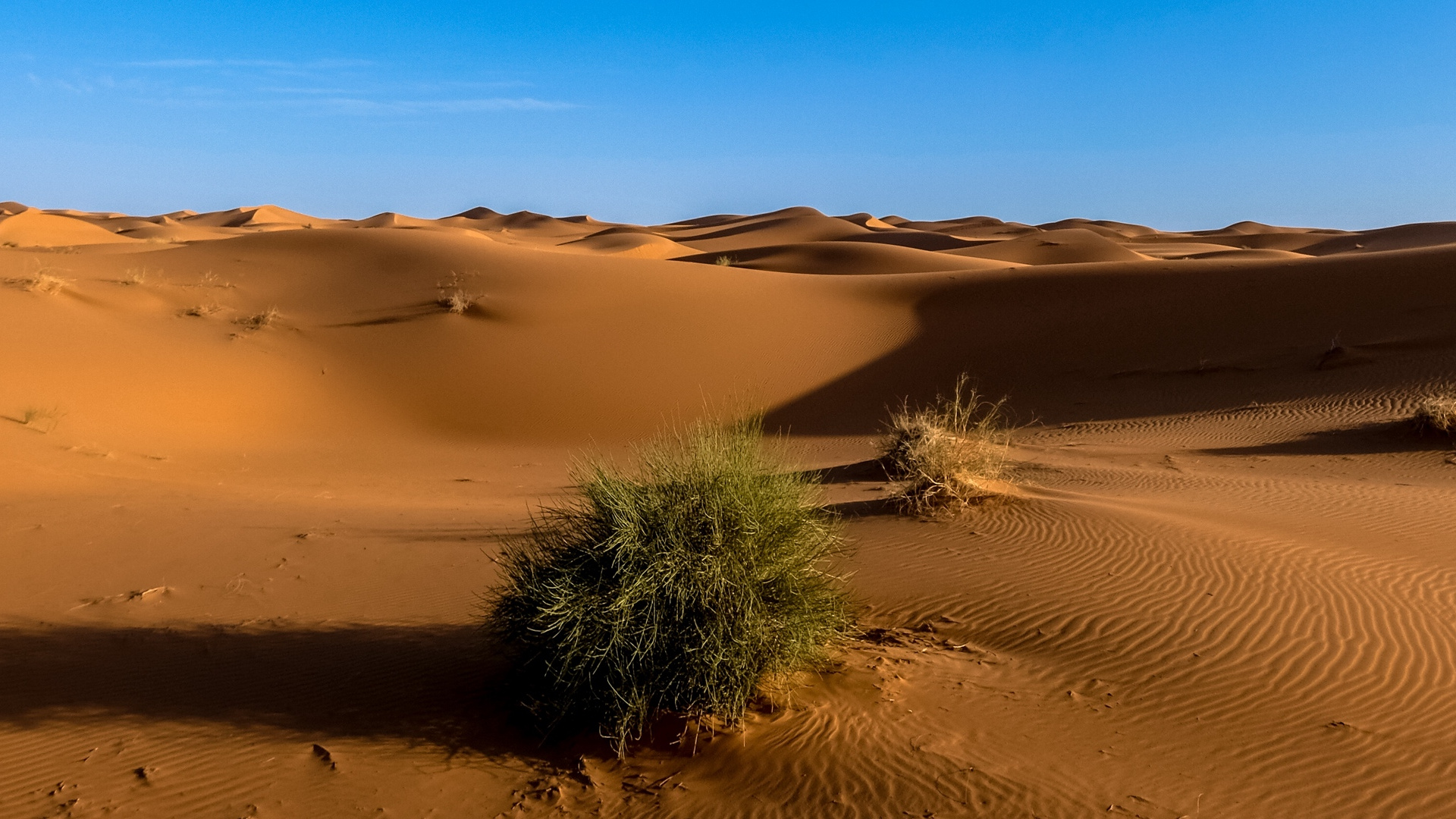 Green Plant on Brown Sand. Wallpaper in 1920x1080 Resolution