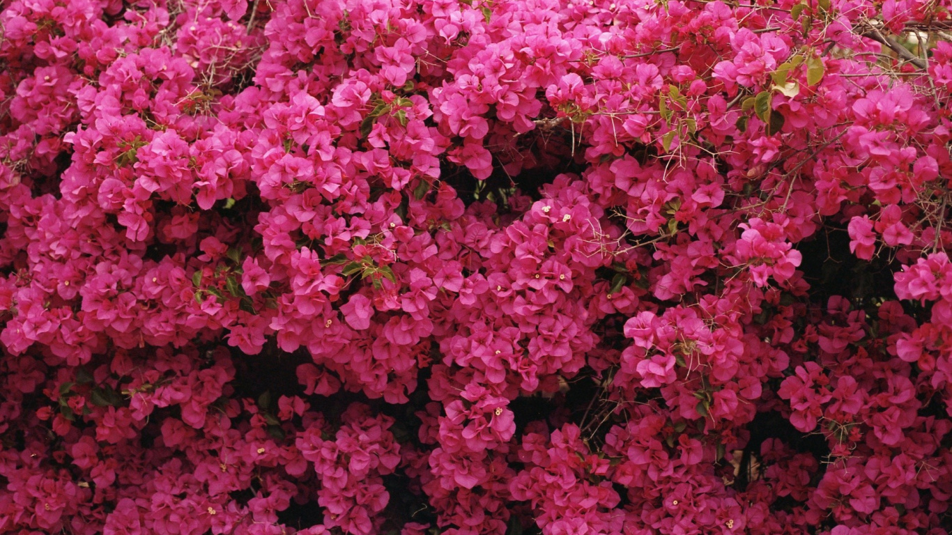 Pink Flowers With Green Leaves. Wallpaper in 1366x768 Resolution