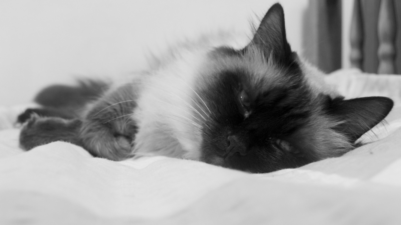 Chat Noir et Blanc Allongé Sur Textile Blanc. Wallpaper in 1366x768 Resolution