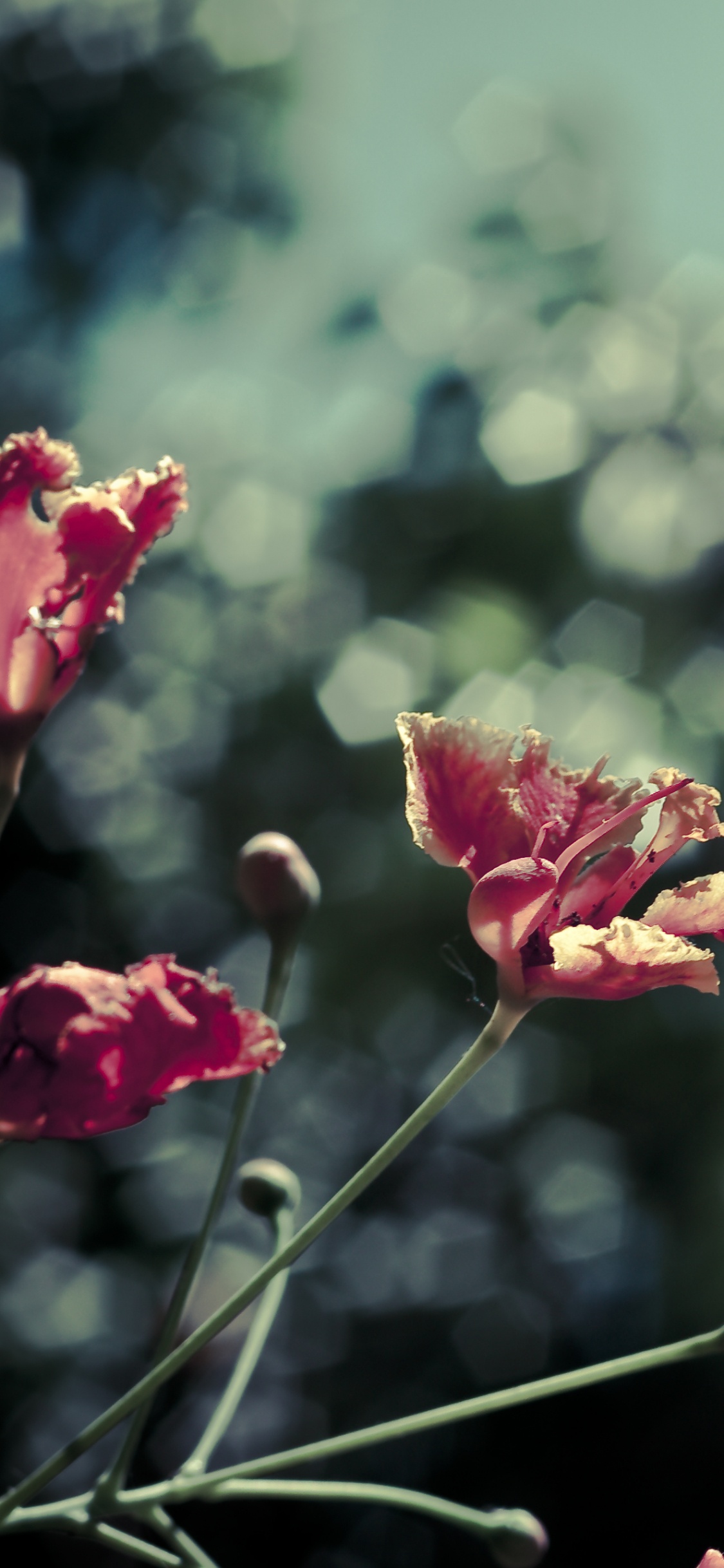 Rosa Blume in Tilt-Shift-Linse. Wallpaper in 1125x2436 Resolution