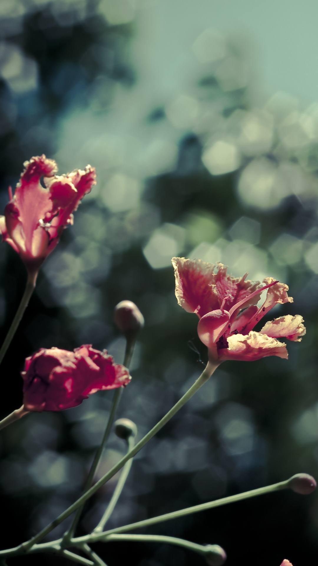 Pink Flower in Tilt Shift Lens. Wallpaper in 1080x1920 Resolution